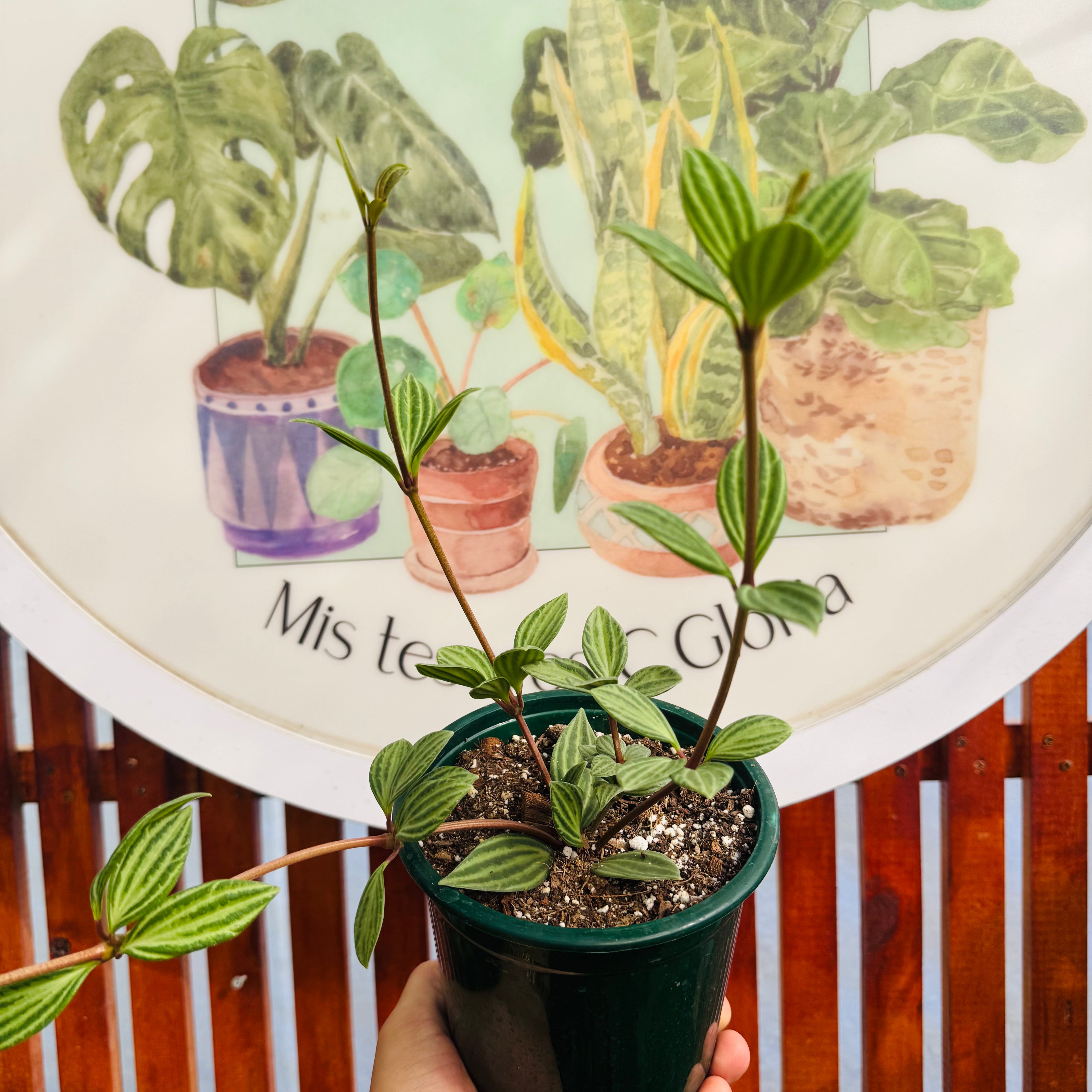 Peperomia Puteolata
