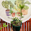 Peperomia Puteolata