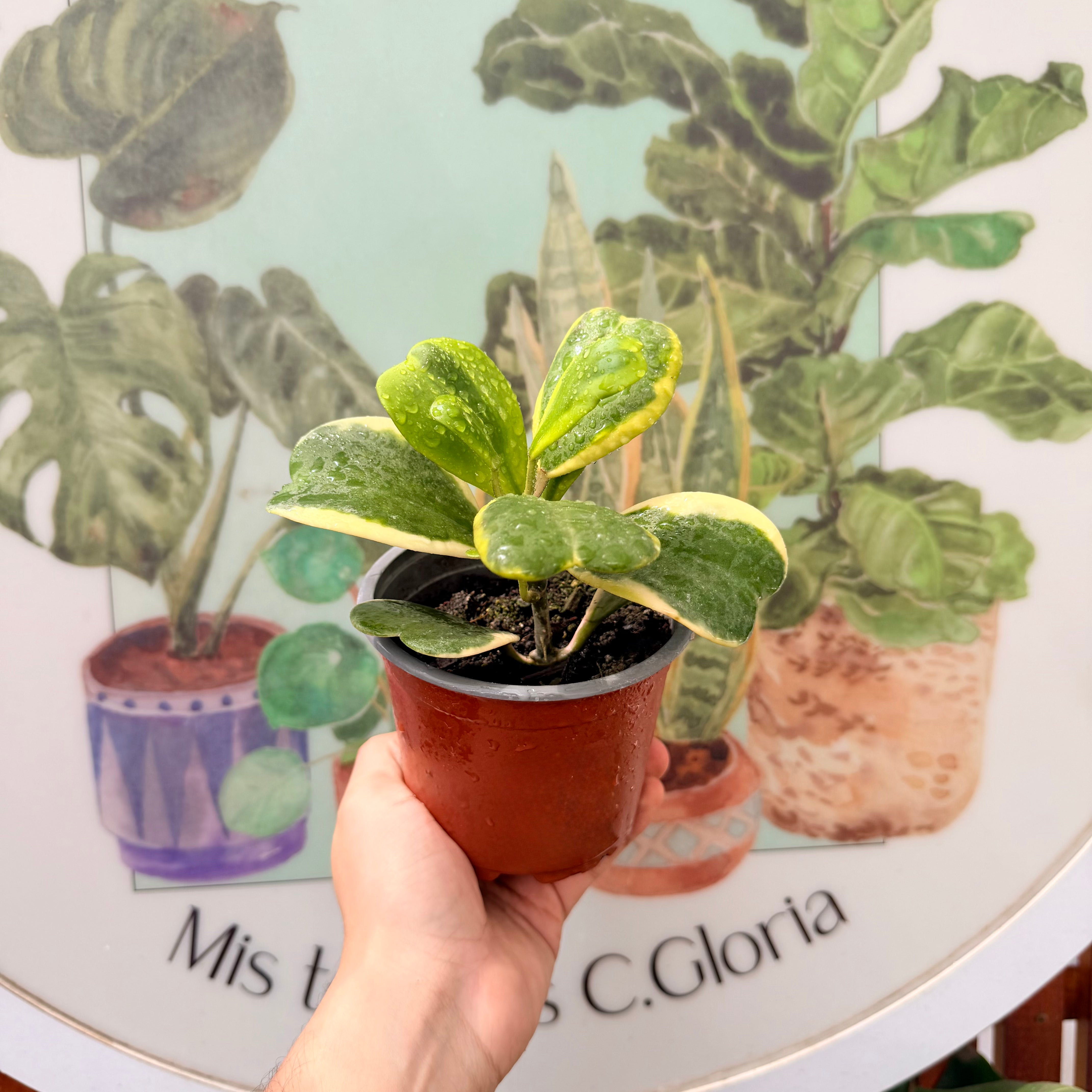 Hoya kerrii Variegada