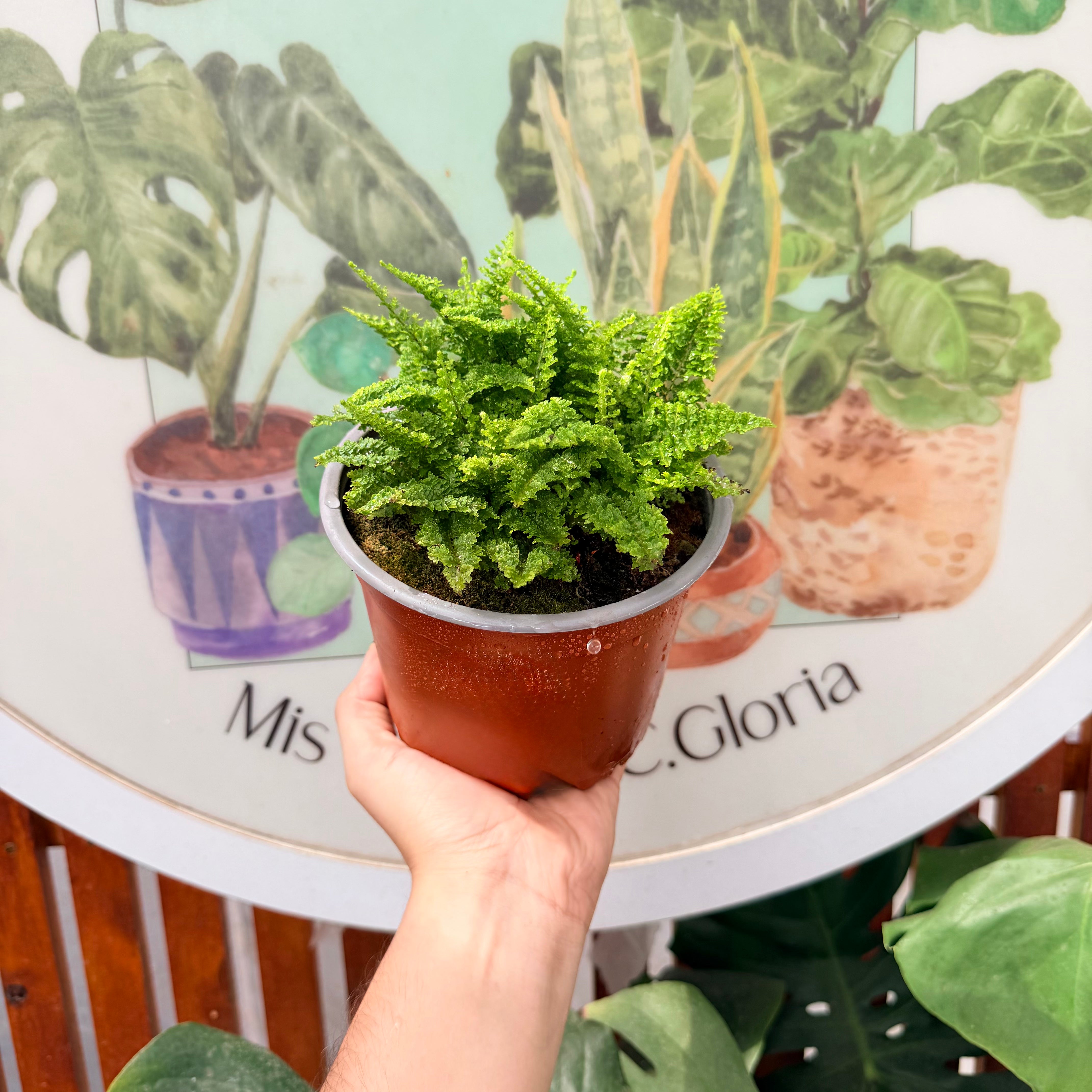 Helecho Algodón de Azúcar - Nepholepis