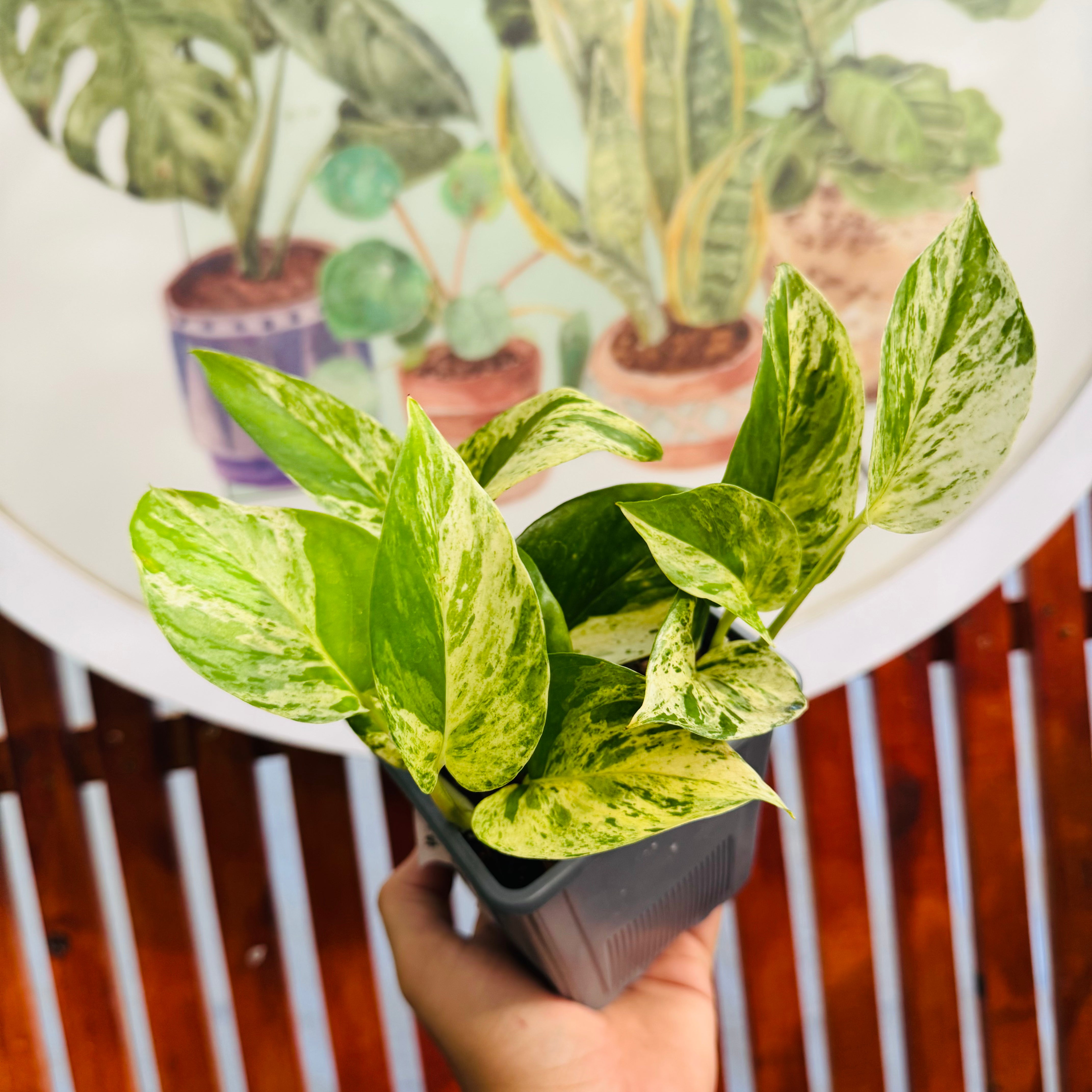 Pothus Marble Queen