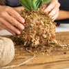Musgo Sphagnum