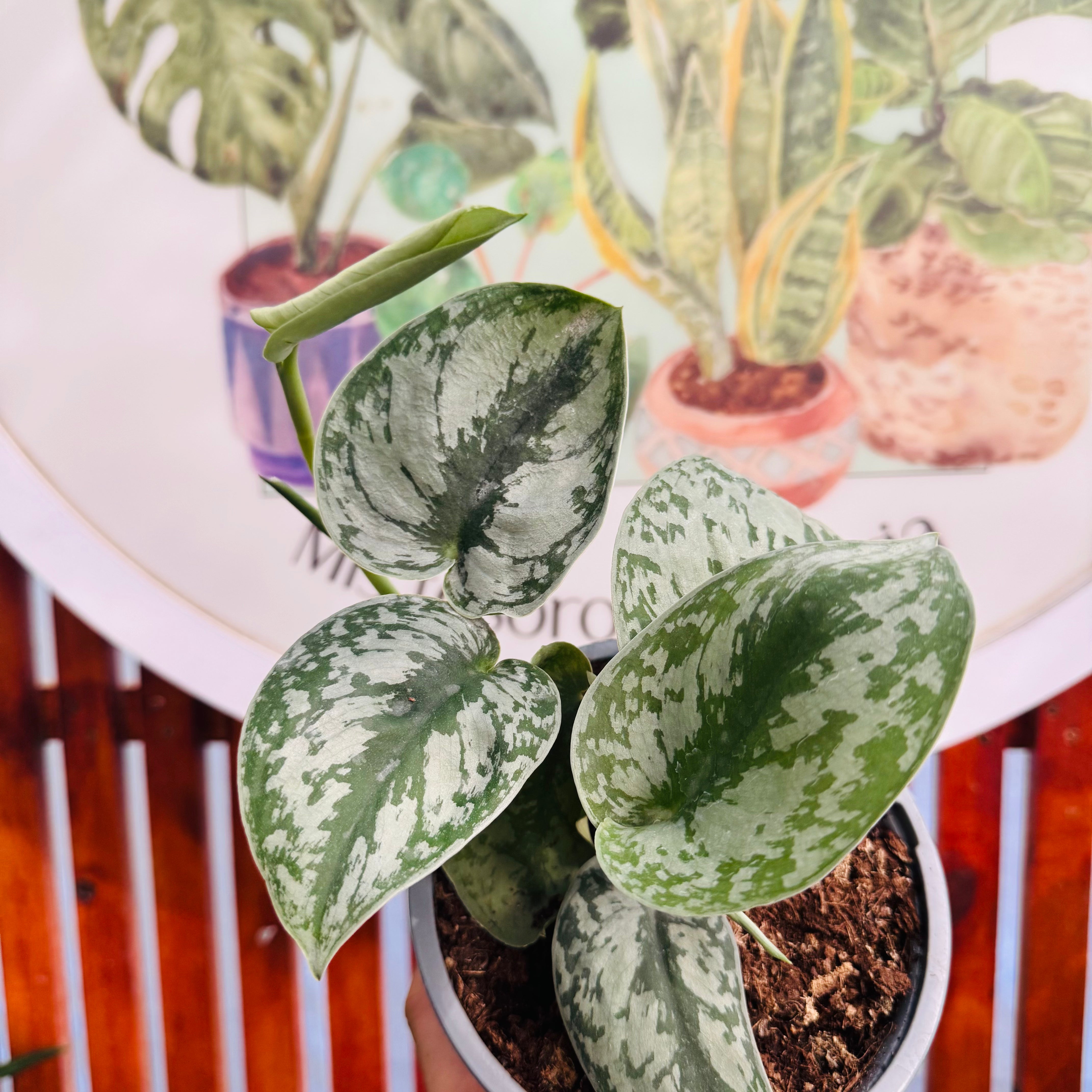 Scindapsus Pictus Exótica GRANDE