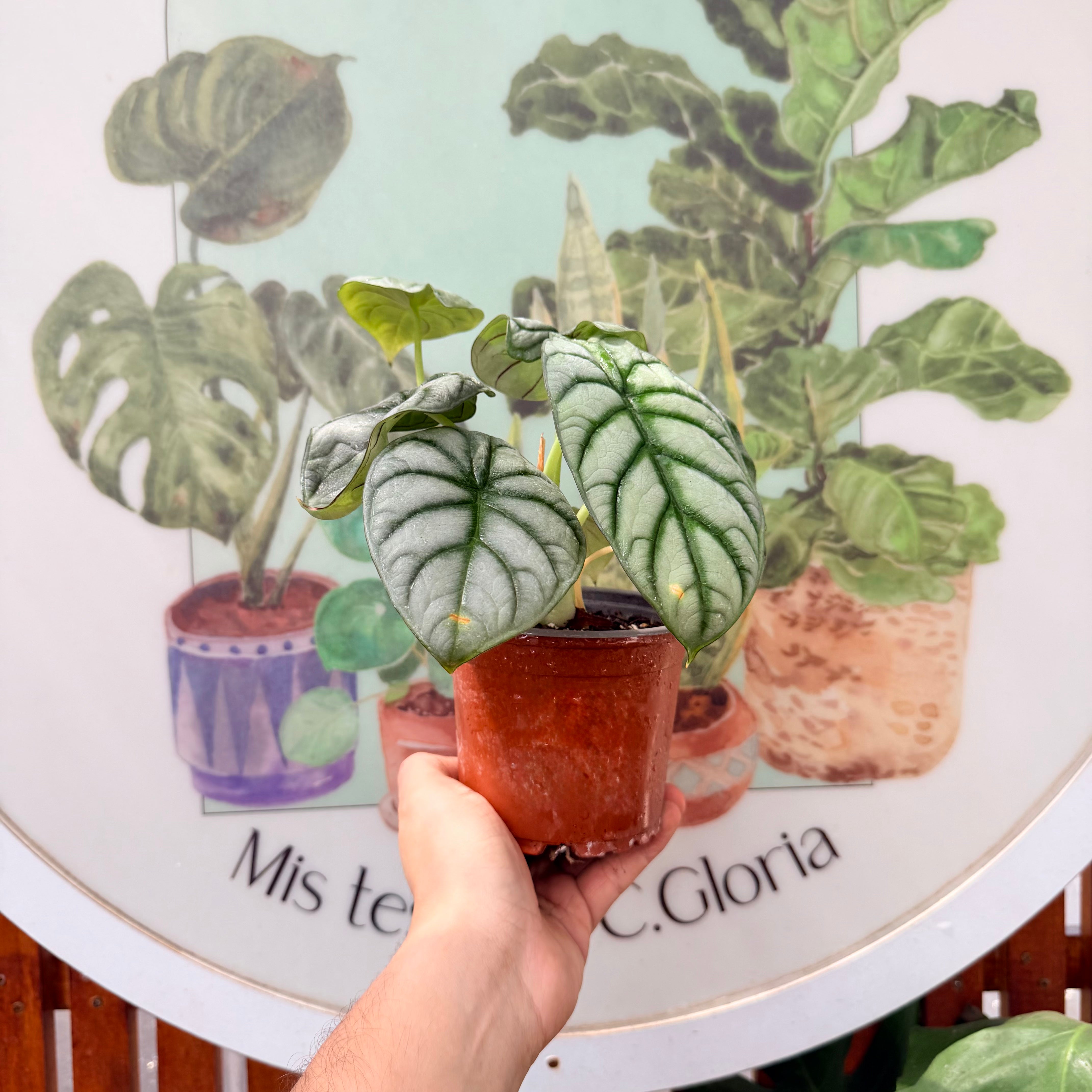 Alocasia Silver Dragon