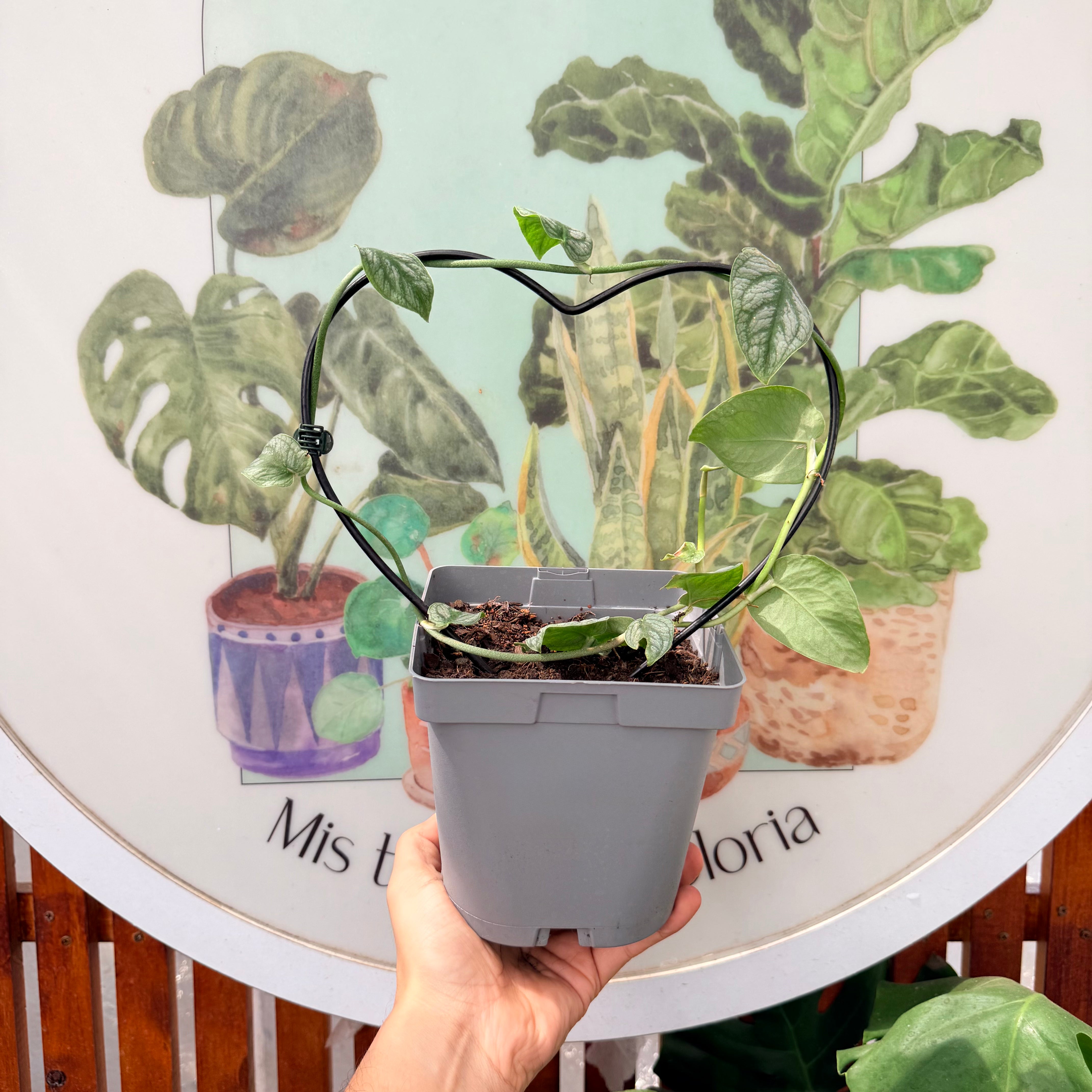 Monstera Dubia (formato especial)