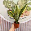 Sansevieria Superba