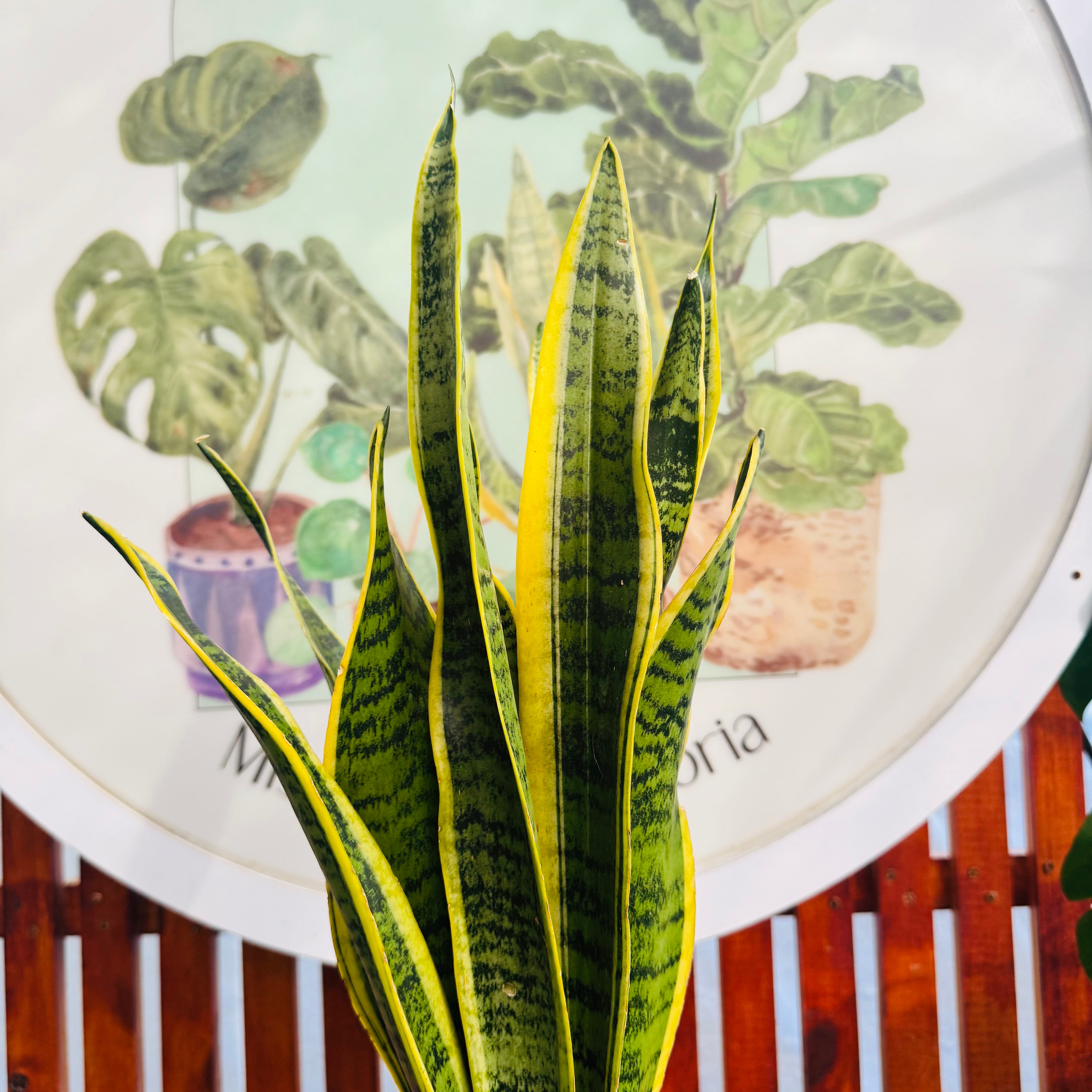 Sansevieria Laurentii  / Lengua de Suegra Amarilla