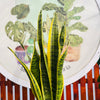 Sansevieria Laurentii  / Lengua de Suegra Amarilla
