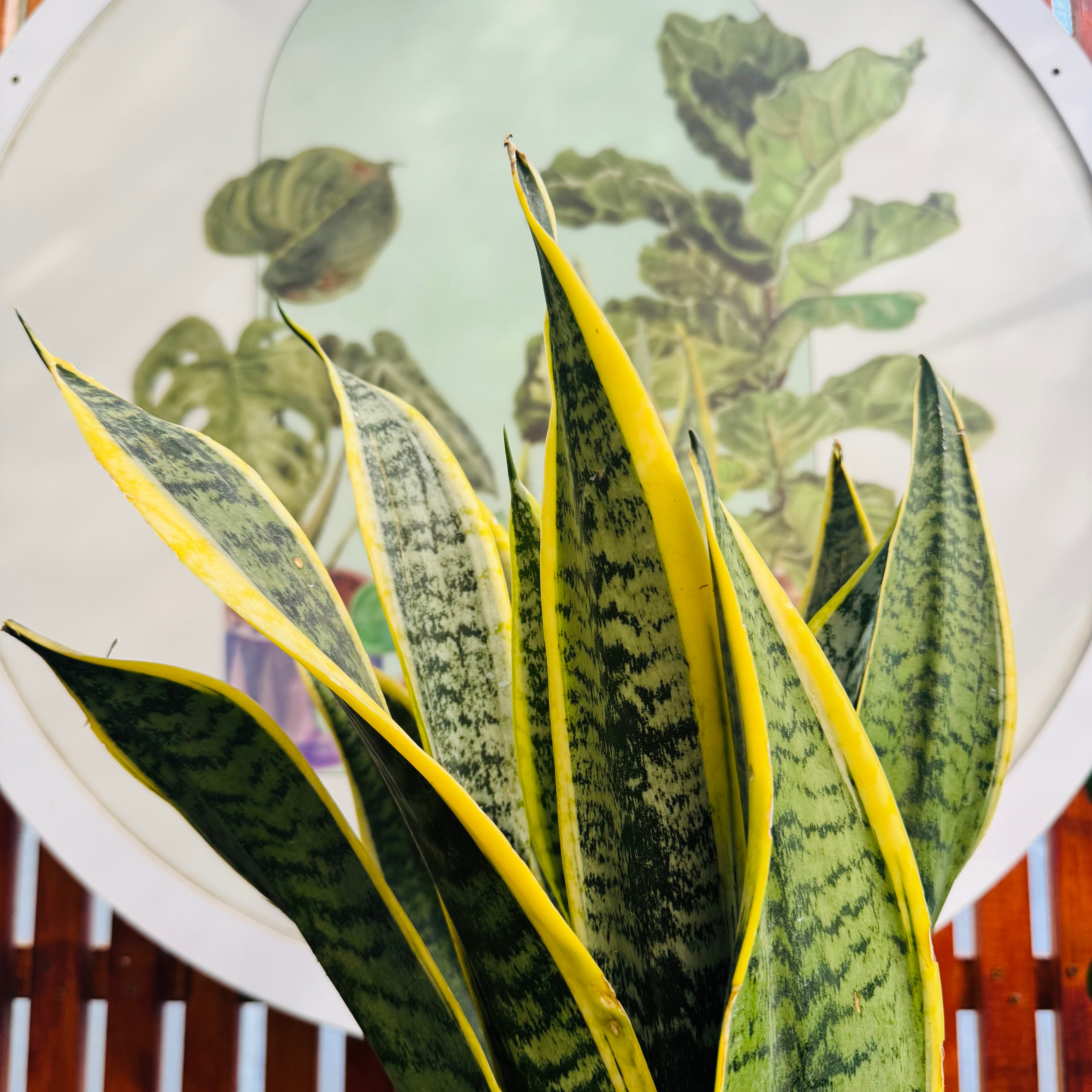 Sansevieria Superba - Lengua de Suegra Amarilla