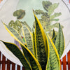 Sansevieria Superna - Lengua de Suegra Amarilla