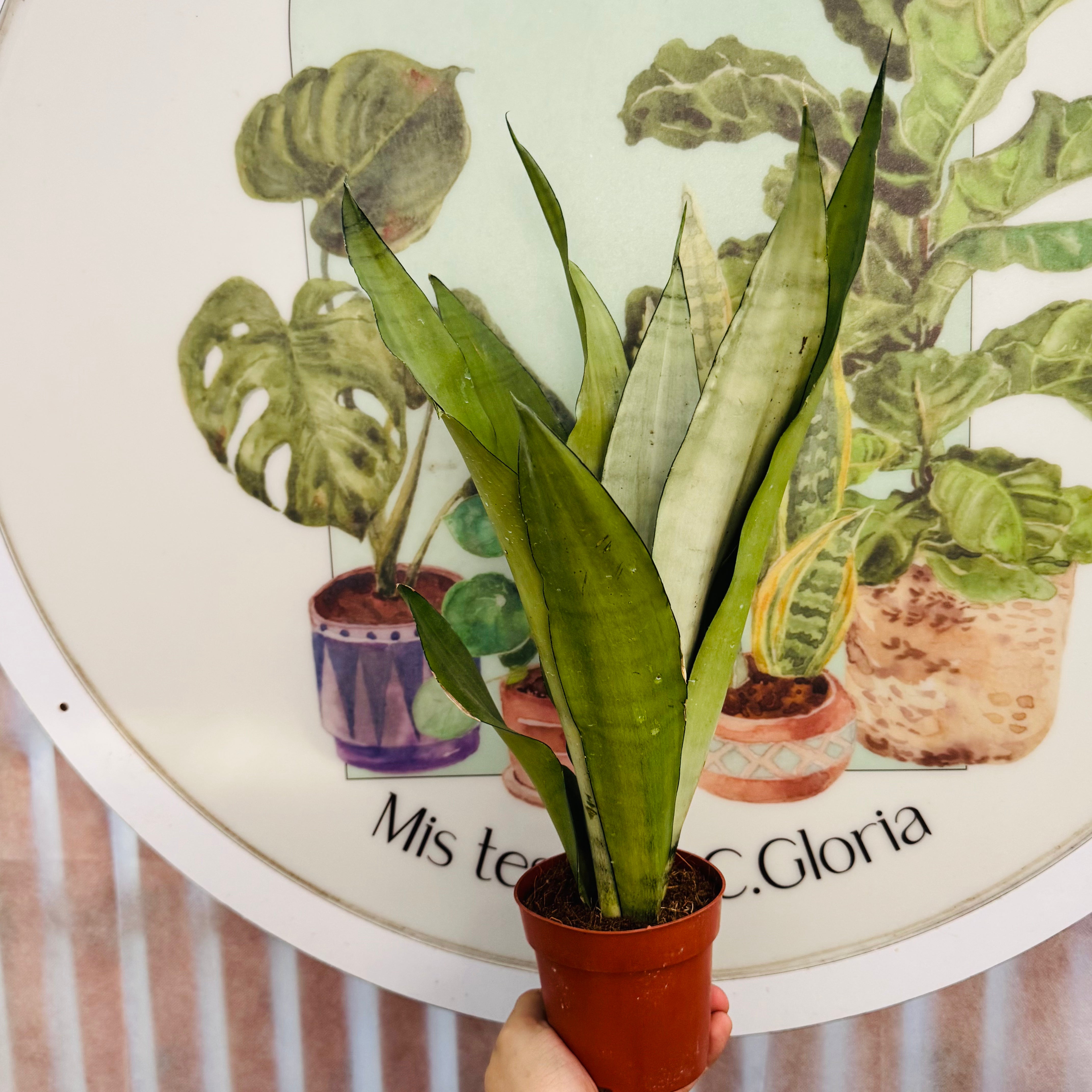Sansevieria Moonshine