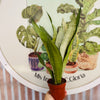 Sansevieria Moonshine