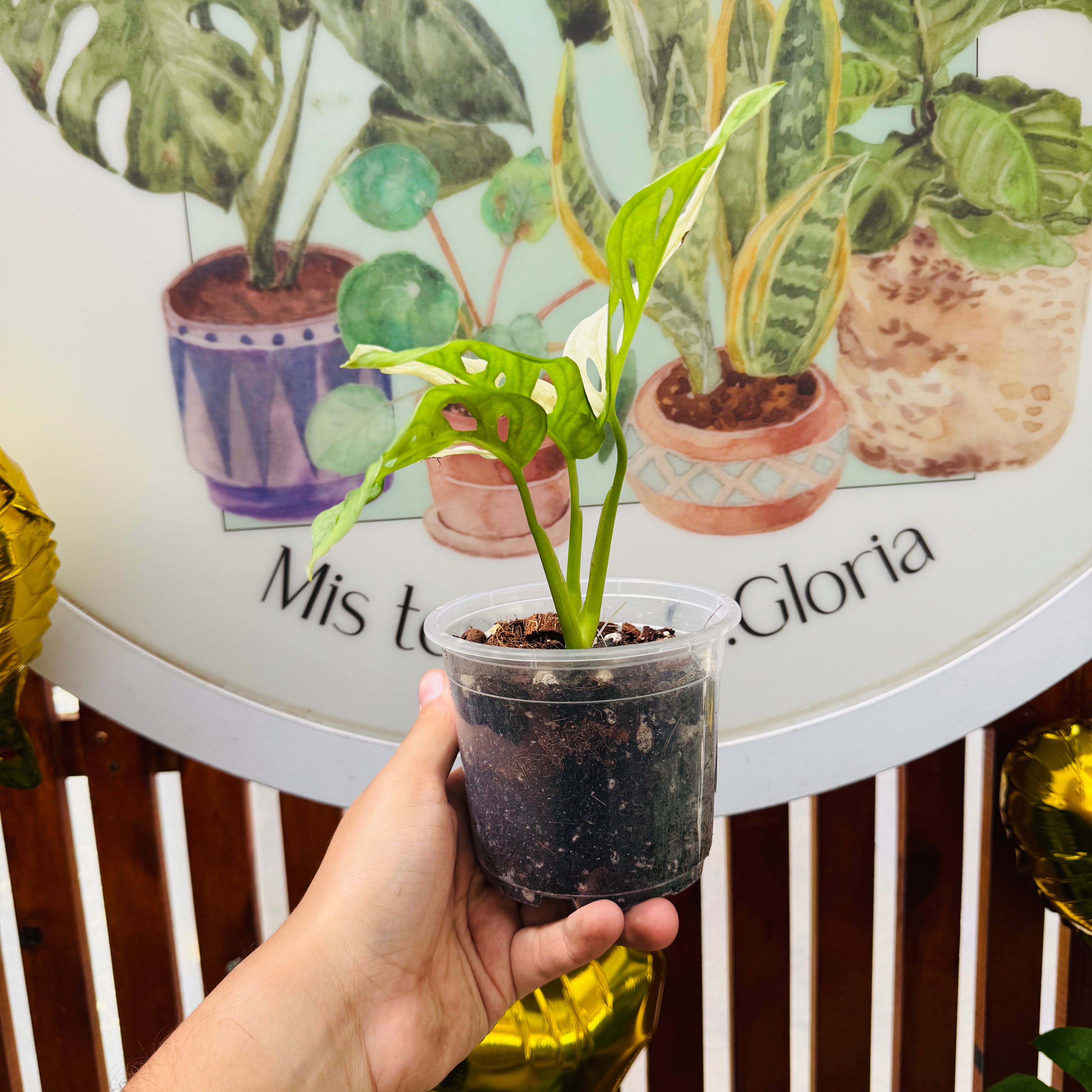 Monstera Adansonii Variegada