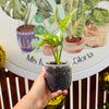 Monstera Adansonii Variegada