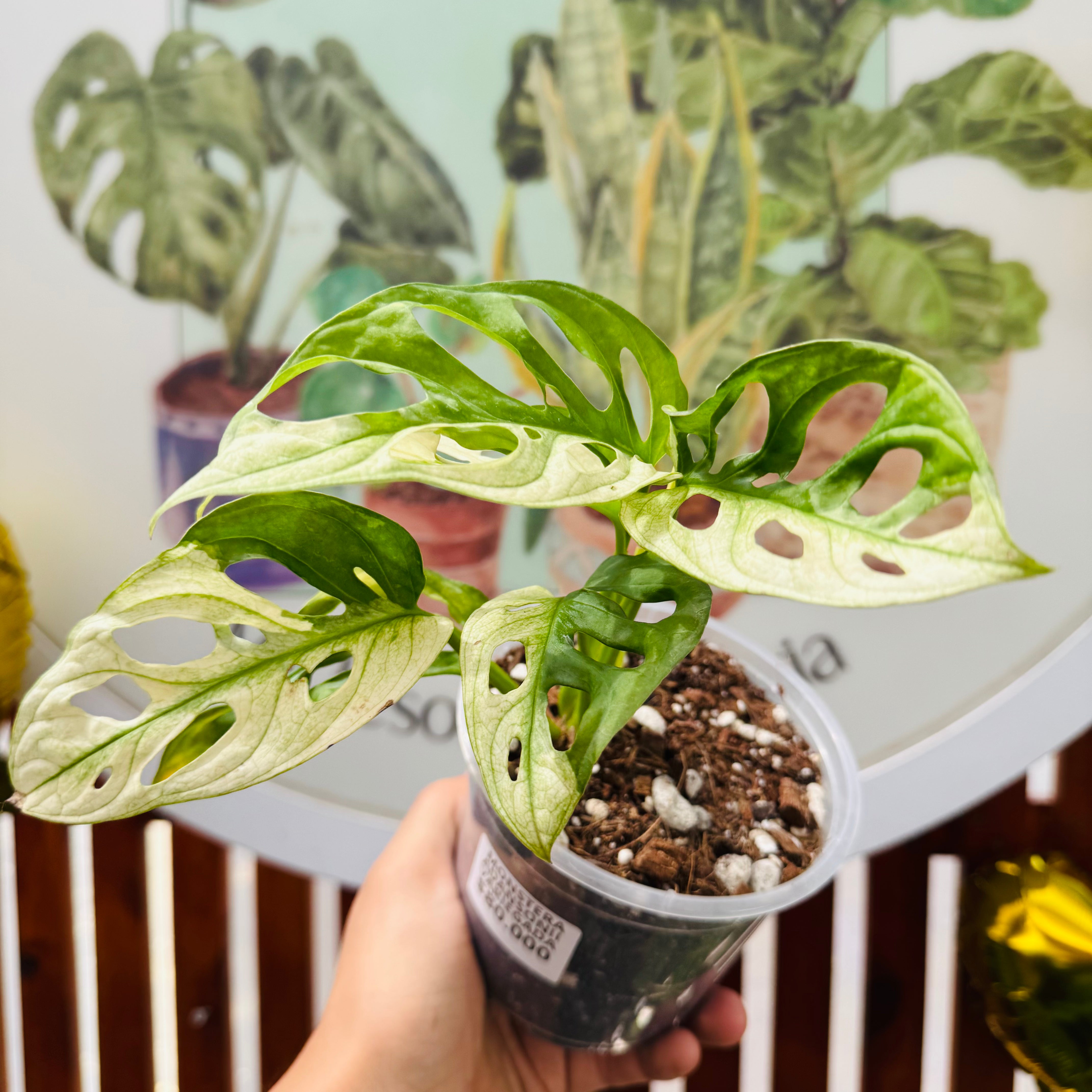 Monstera Adansonii Variegada 