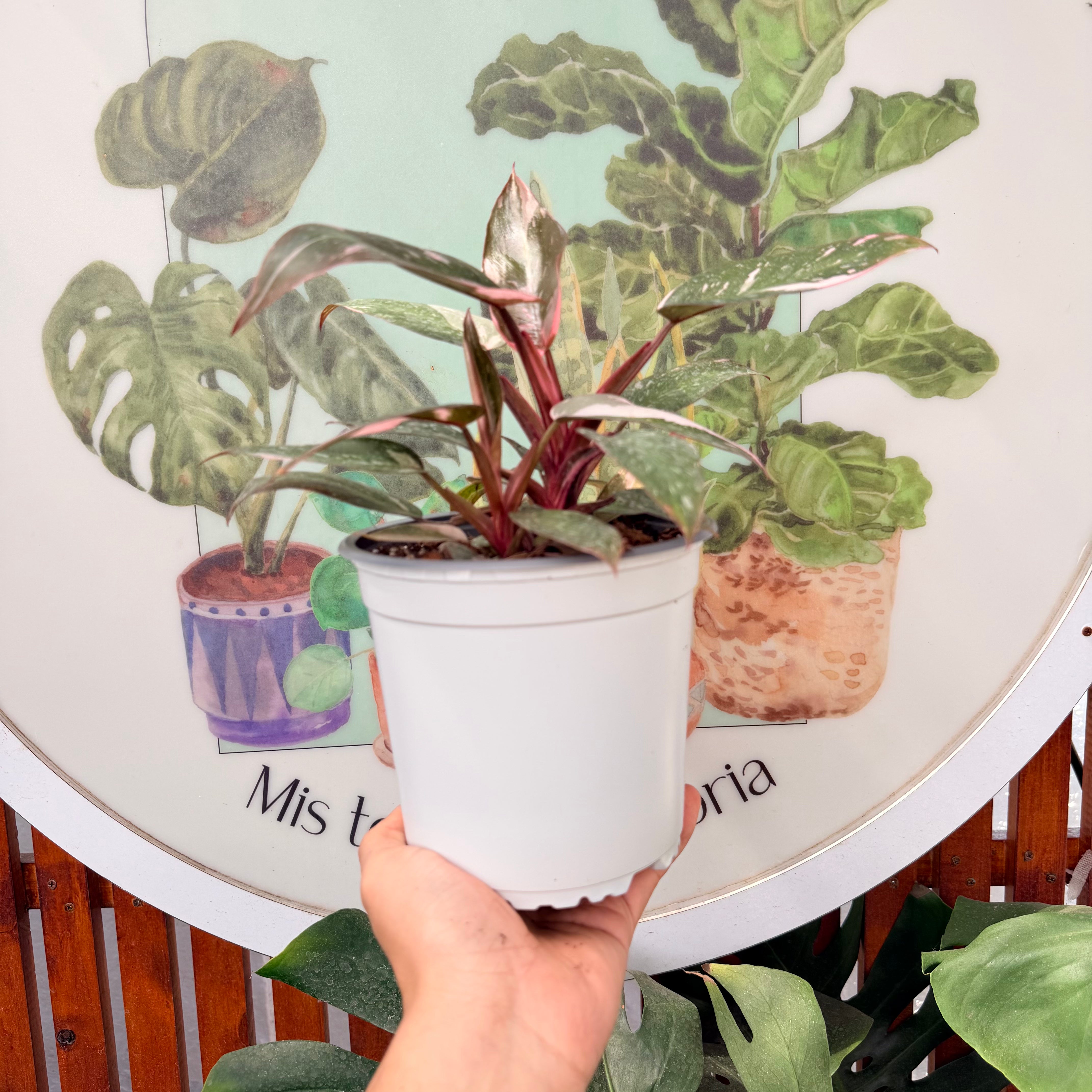 Filodendro Pink Princes Galaxy MADRE