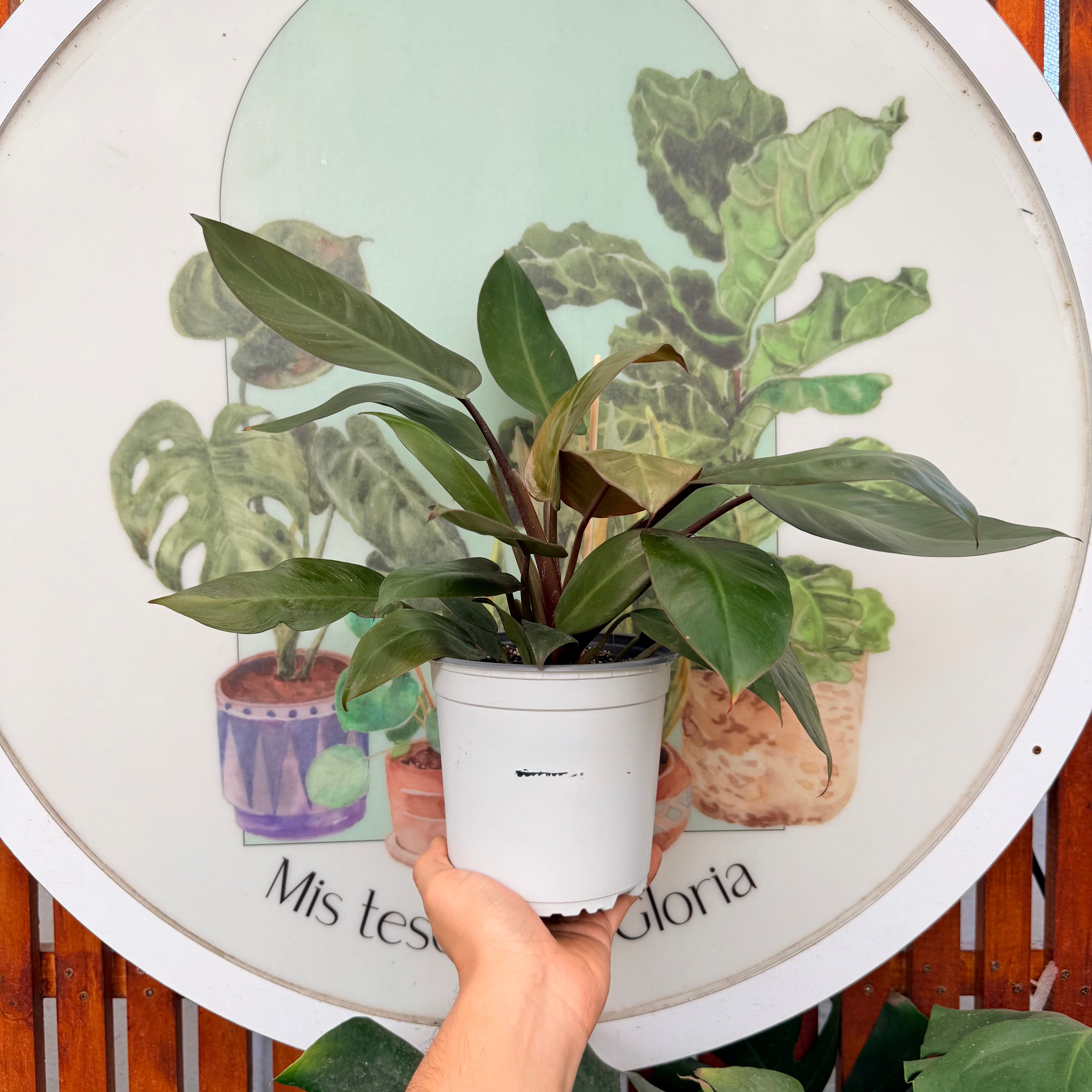 Filodendro Chocolate