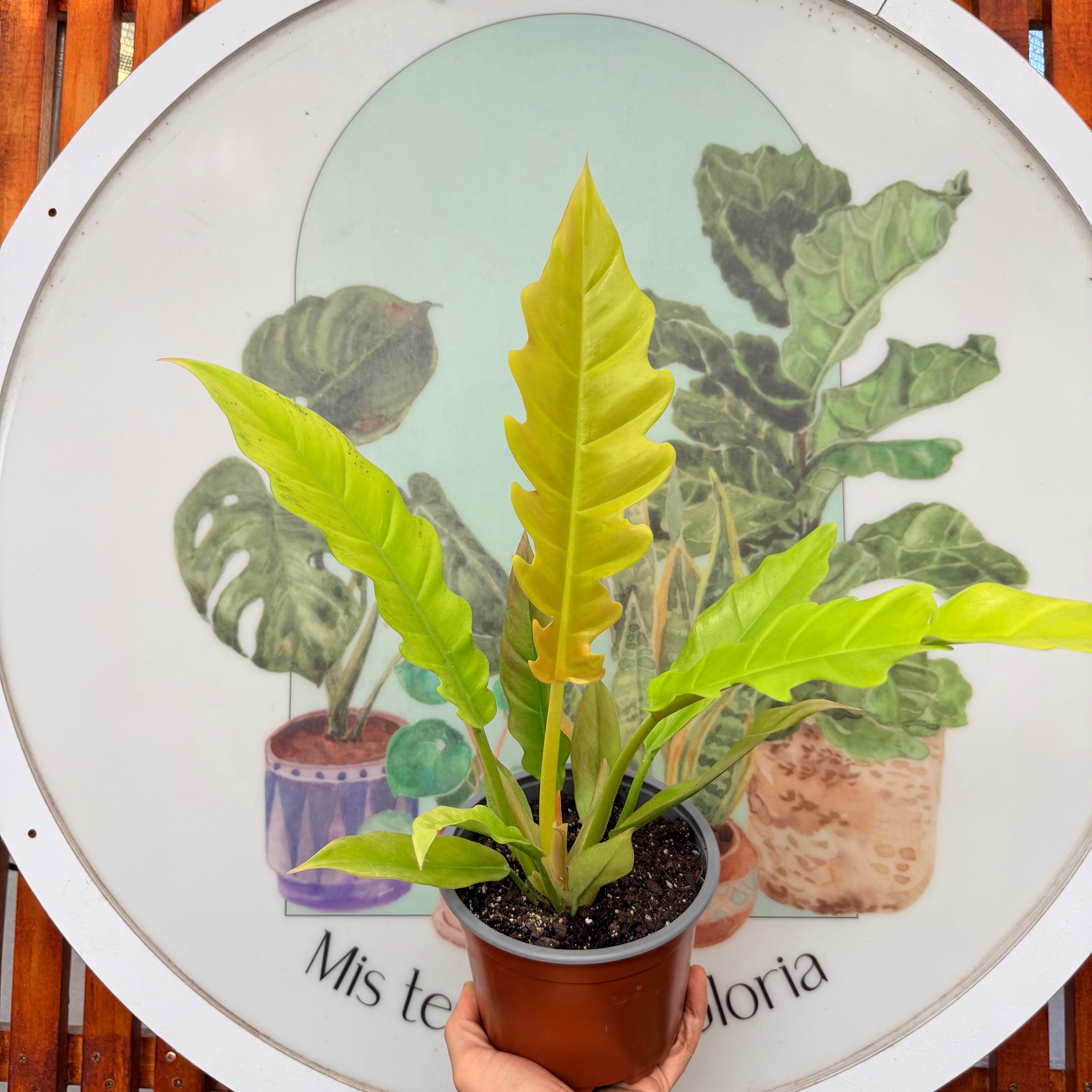 Filodendro Ring of Fire Golden