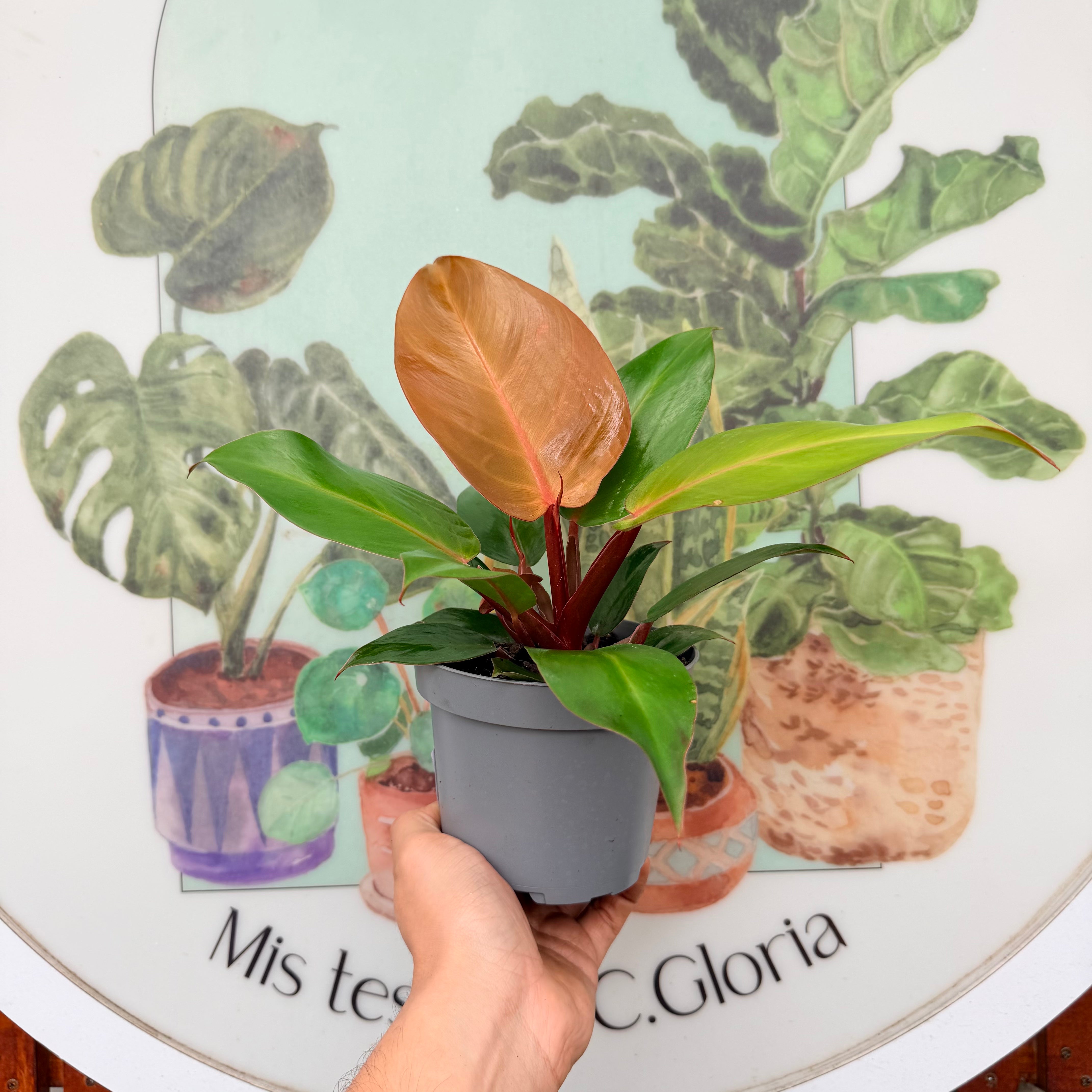 Filodendro Cherry Red