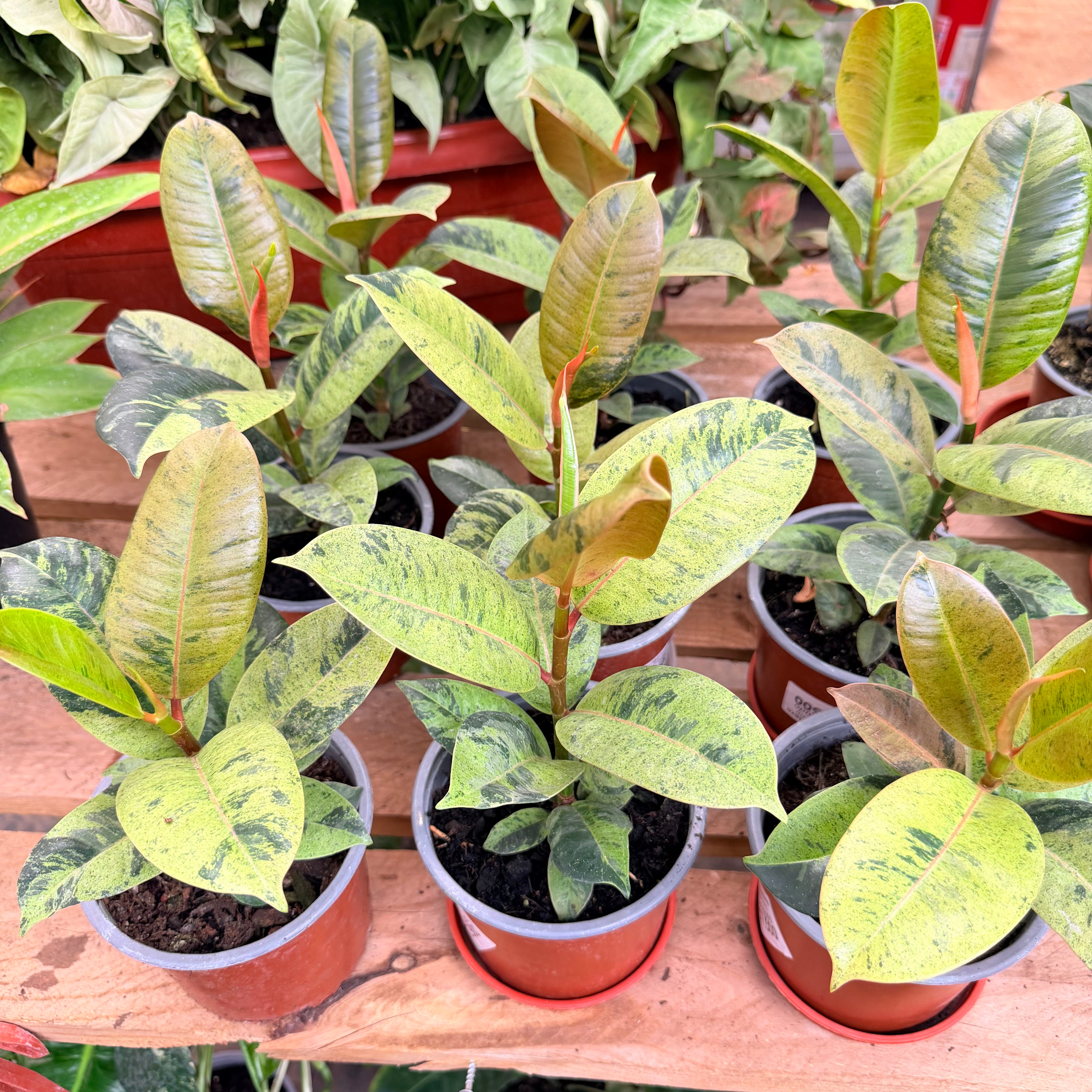 Ficus Shiveriano/Variegado
