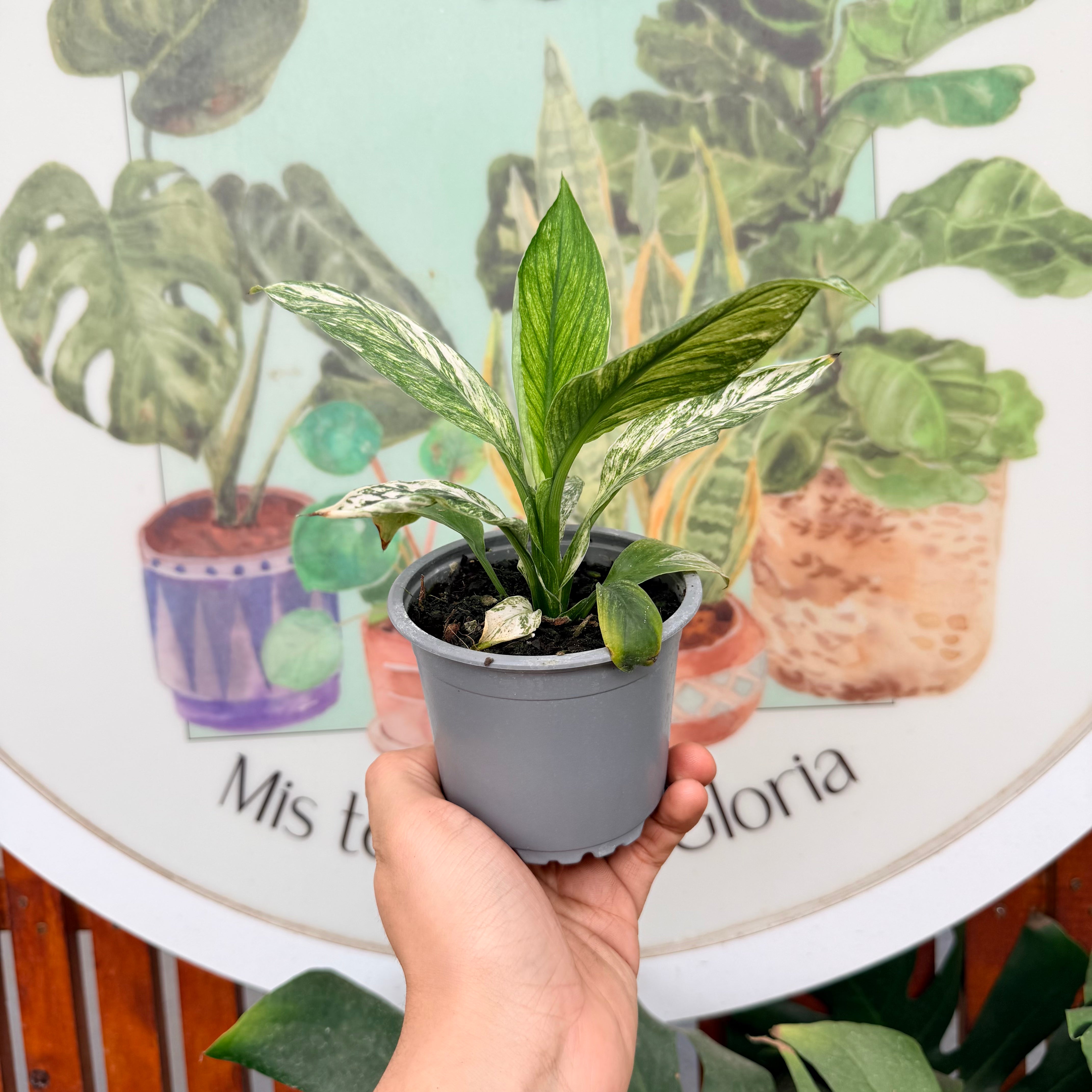 Spatifilium Variegado