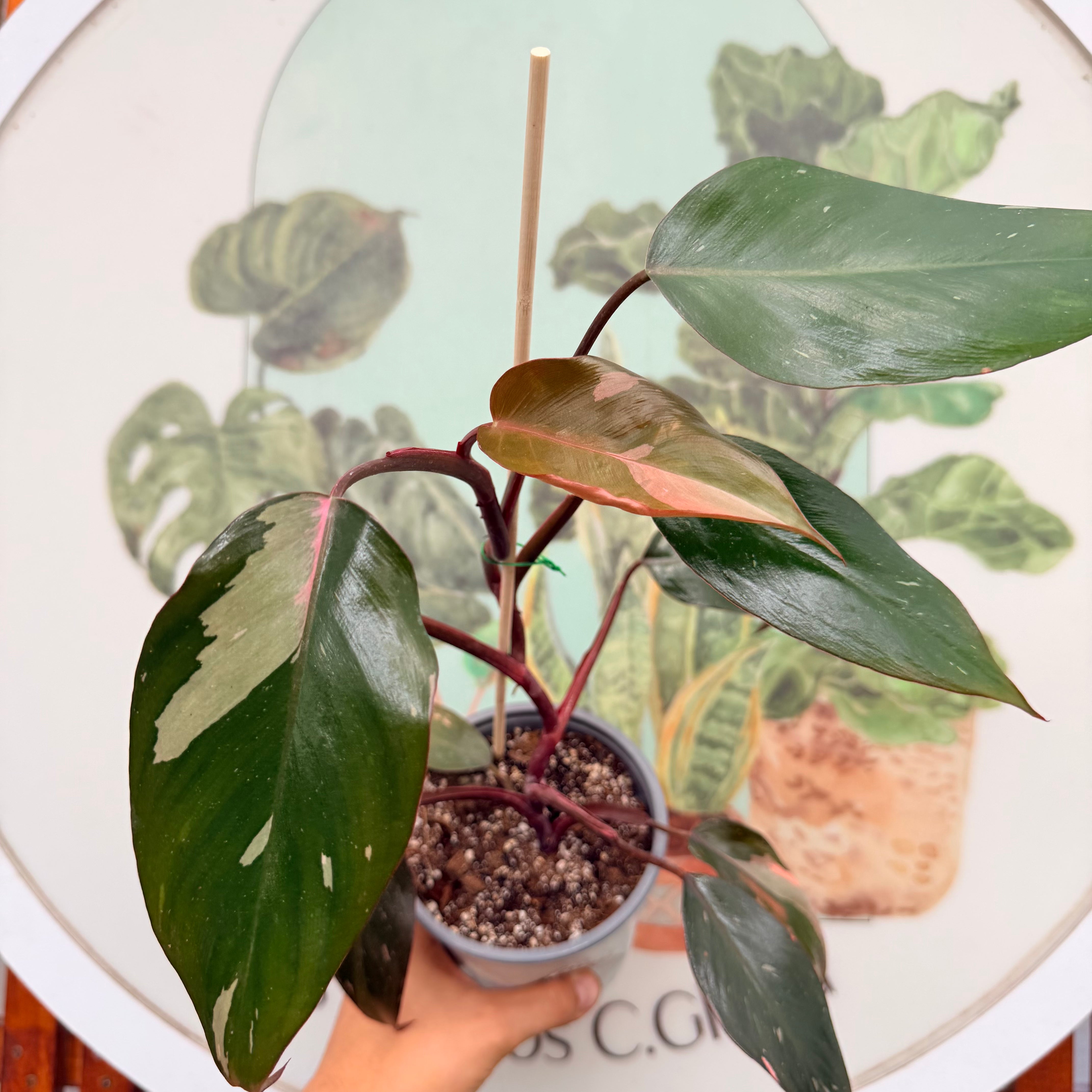 Filodendro Pink Princess