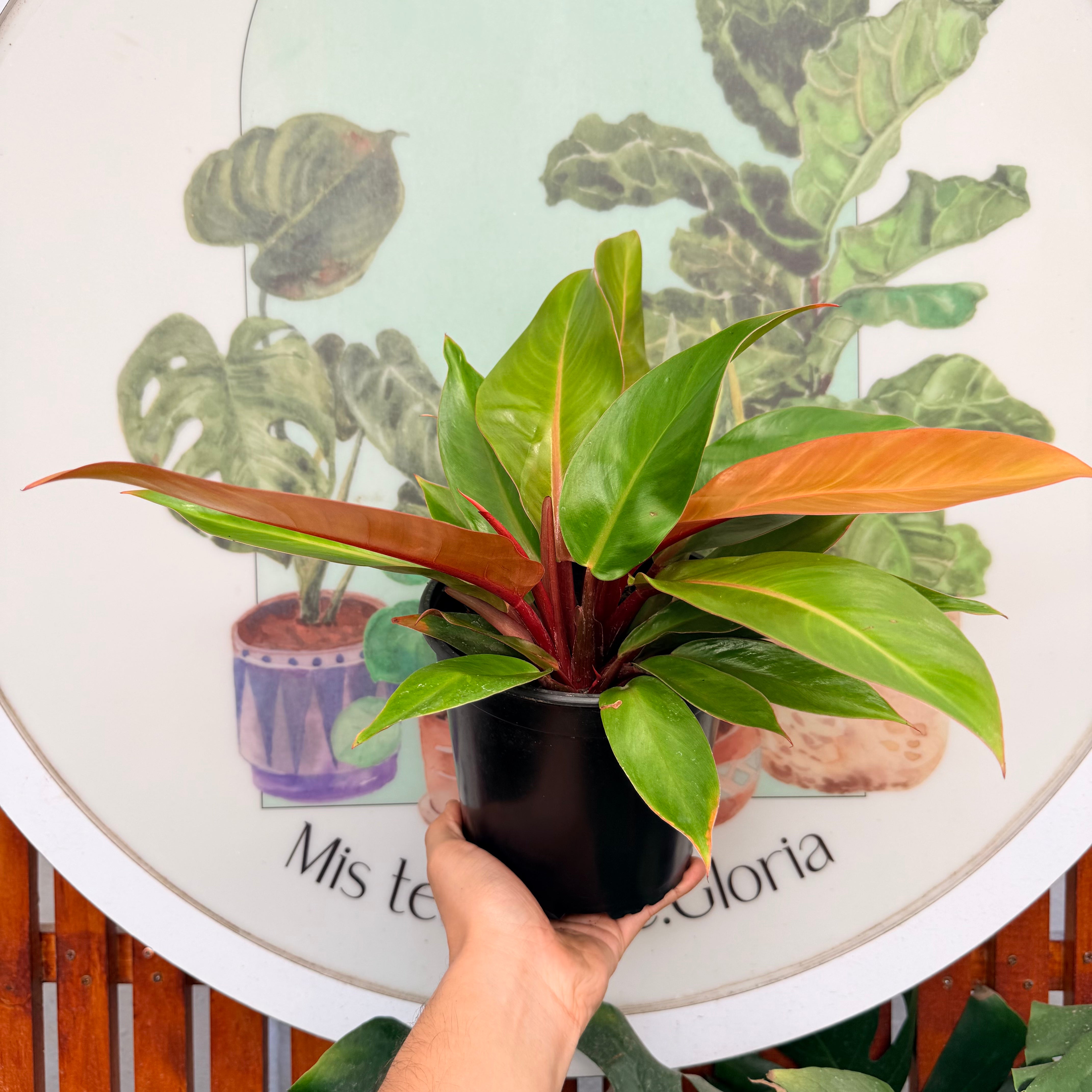 Filodendro Imperial Orange/ Frondoso