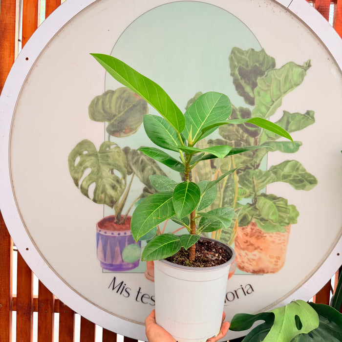 Ficus / Gomero Bengalensis Altissima