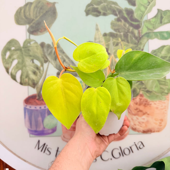 Cordatum Lemon Lime