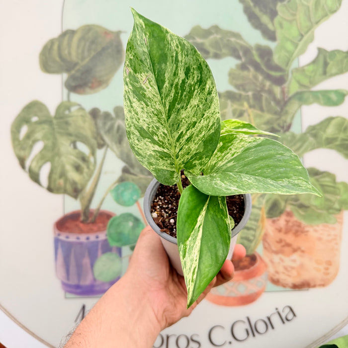 Pothus Marble Queen Premium