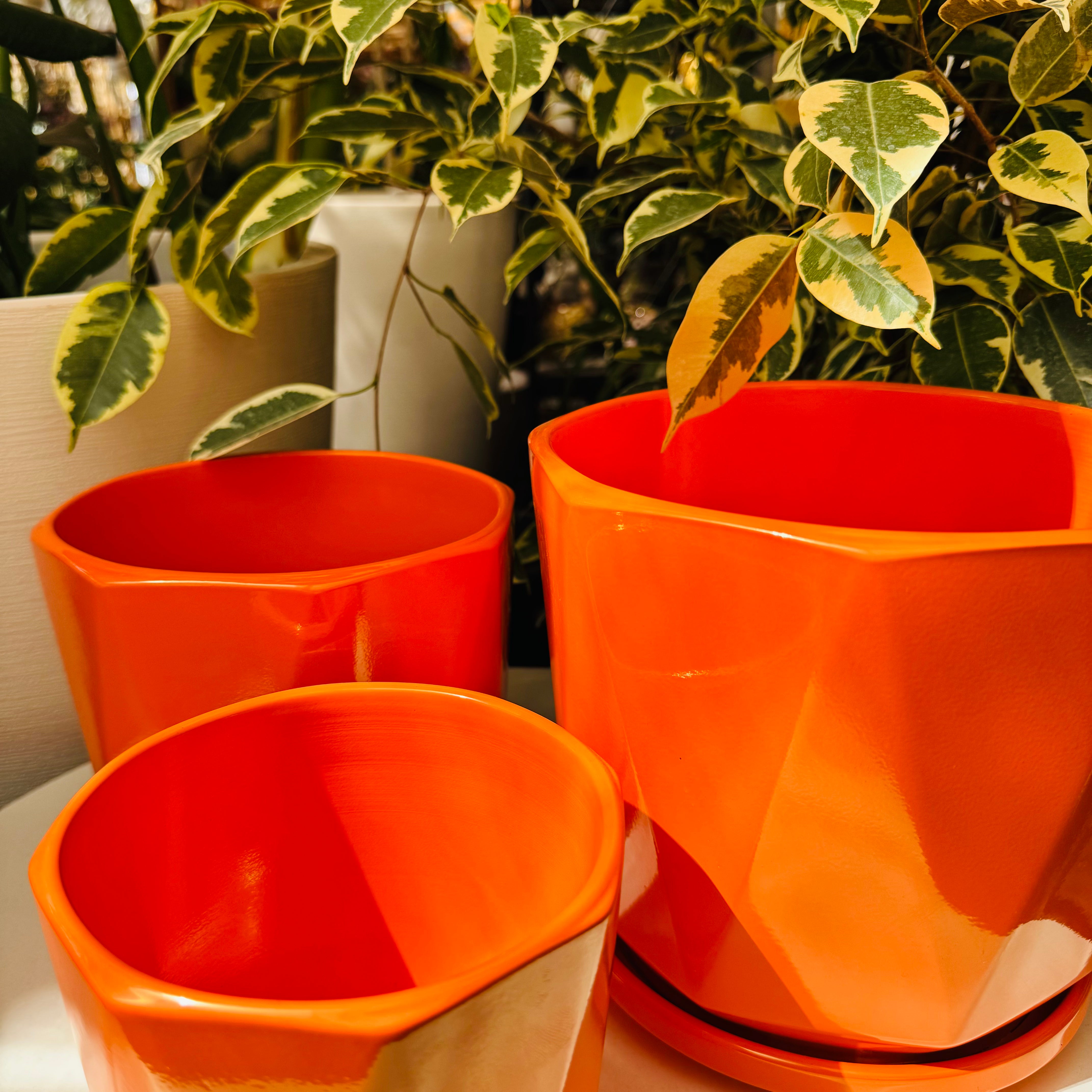 Vivero Mis Tesoros C Gloria