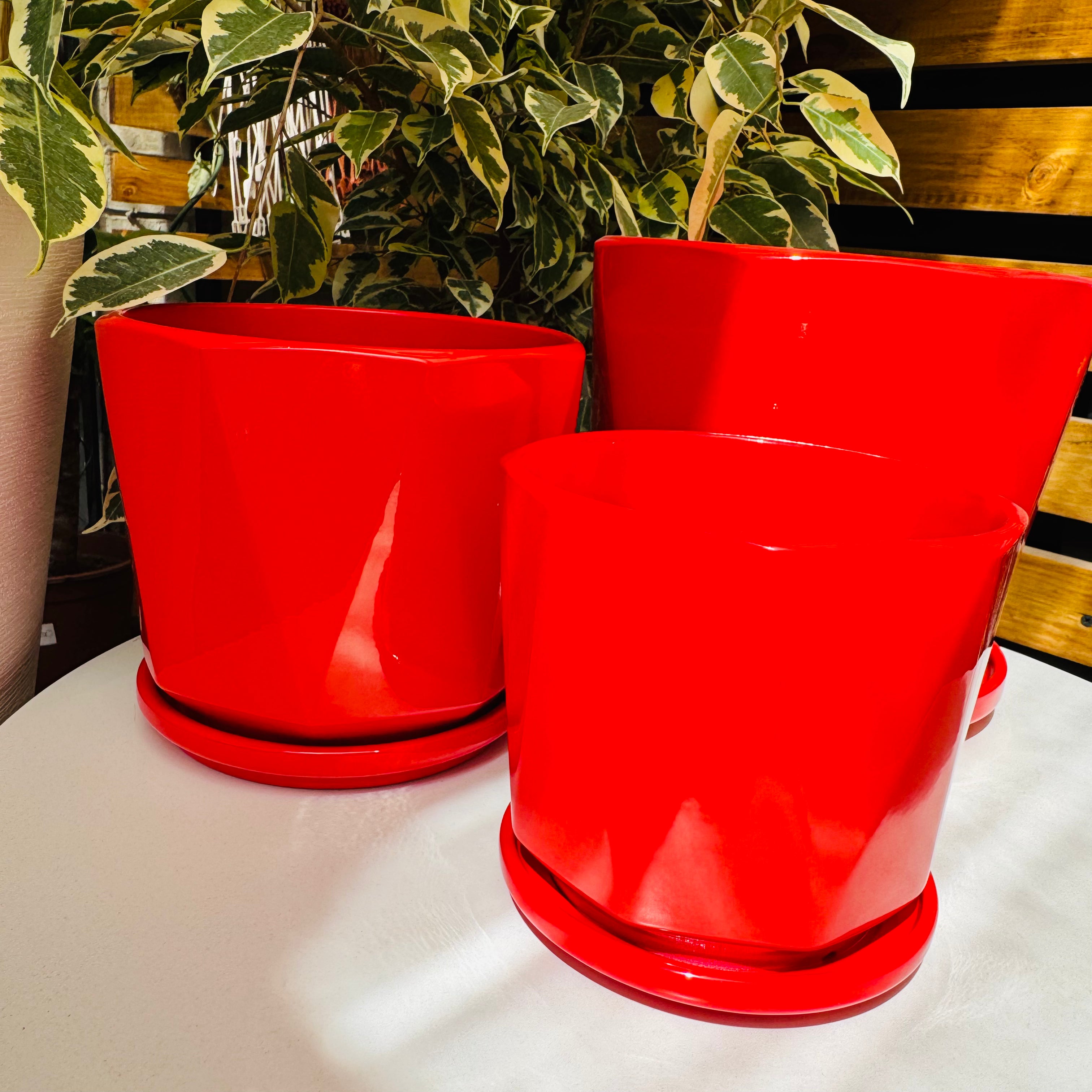 Vivero Mis Tesoros C Gloria