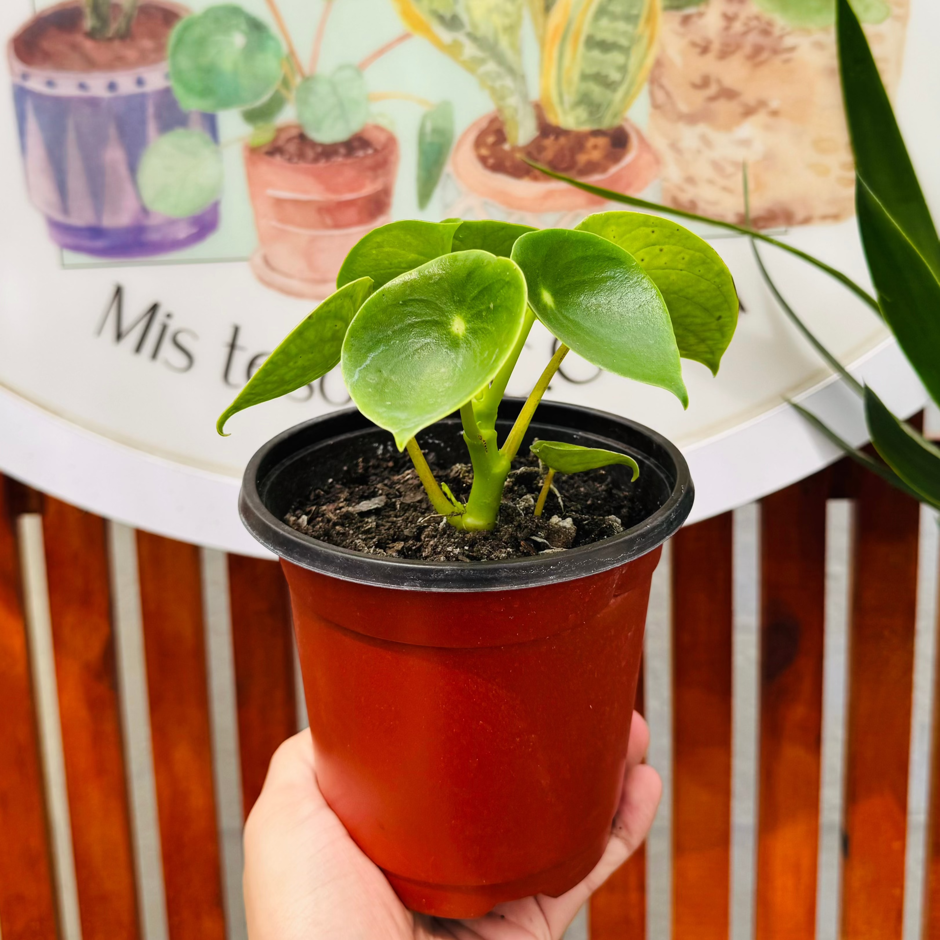 Peperomia Polybontria (Cucharita)