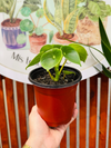 Peperomia Polybontria (Cucharita)