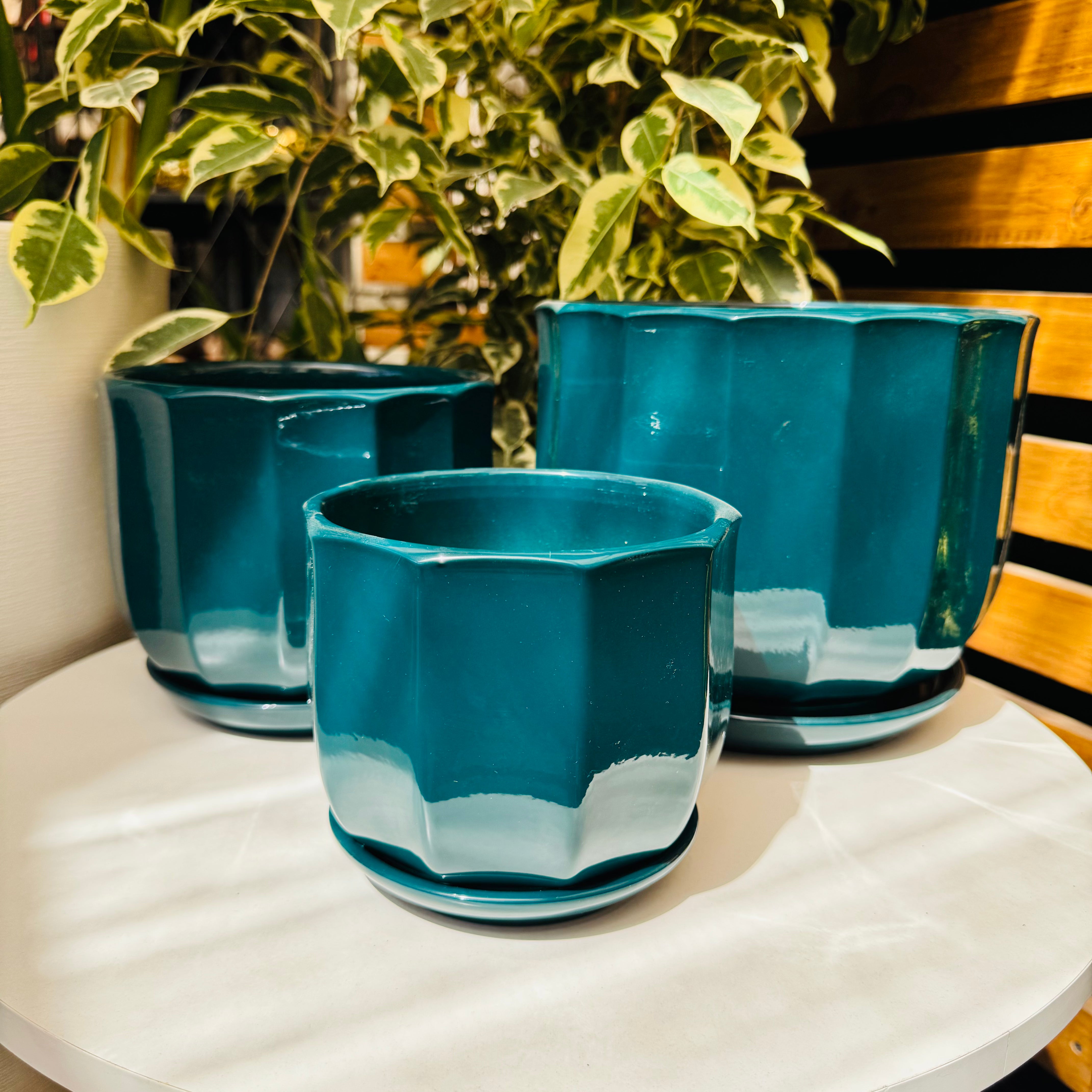 Vivero Mis Tesoros C Gloria