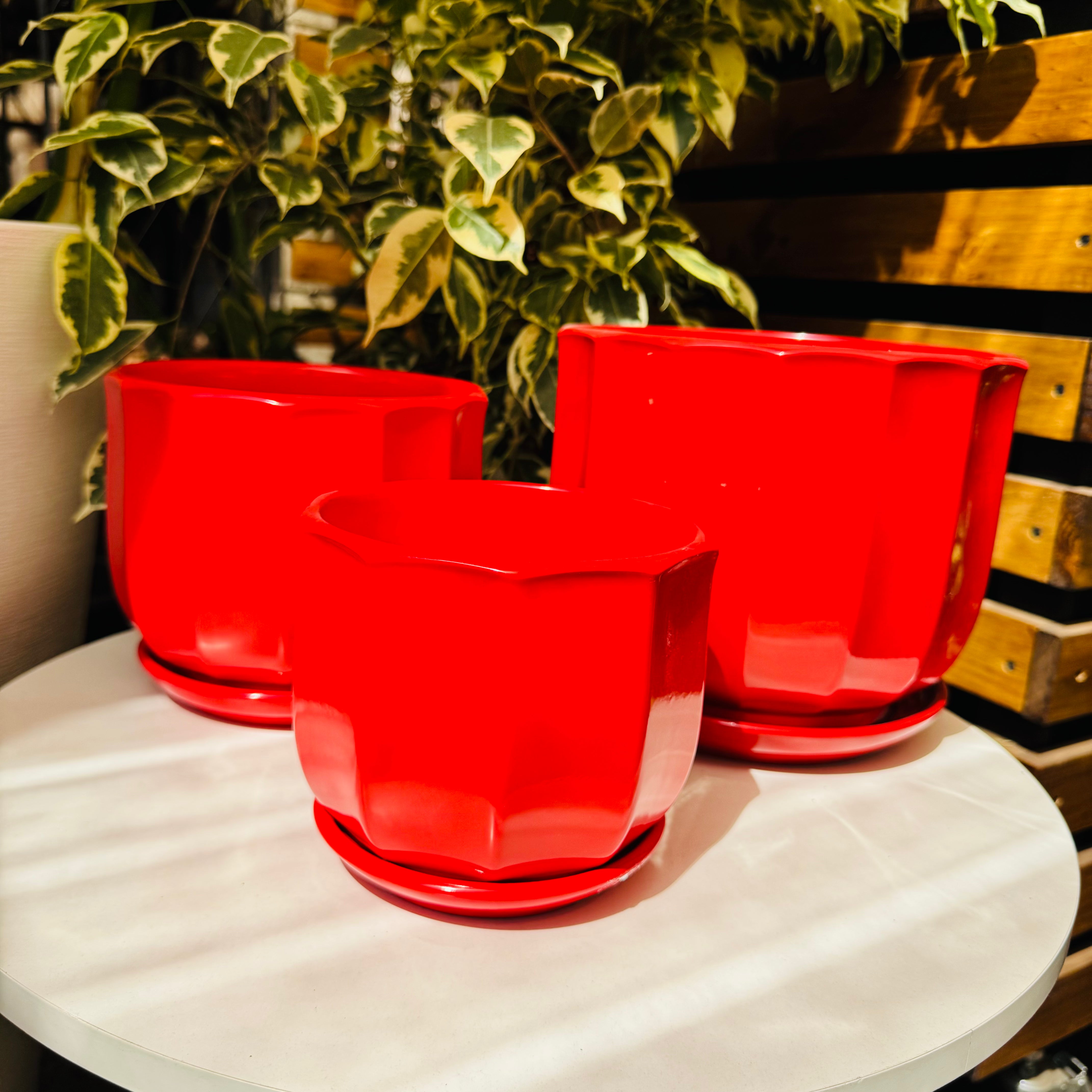 Vivero Mis Tesoros C Gloria