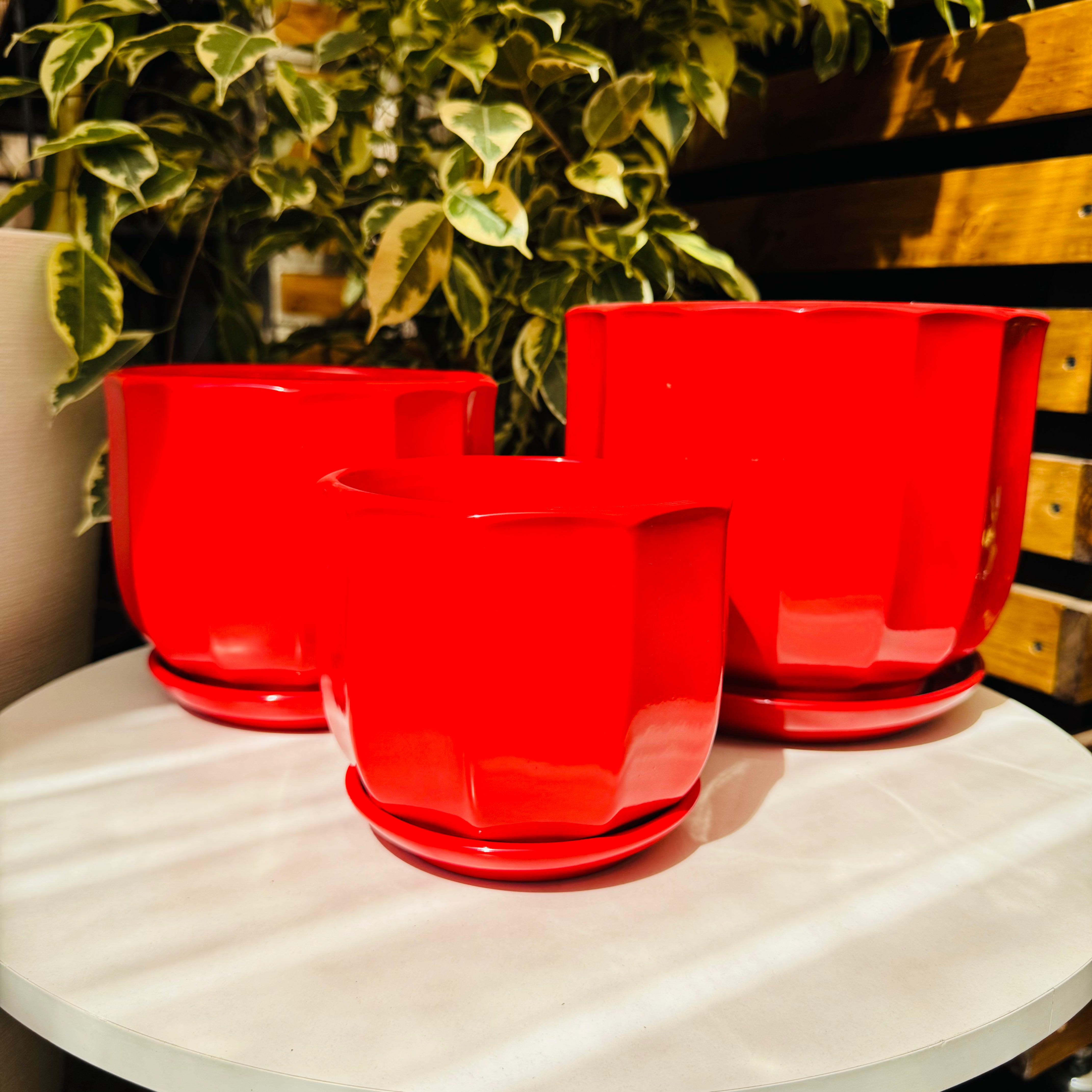 Vivero Mis Tesoros C Gloria