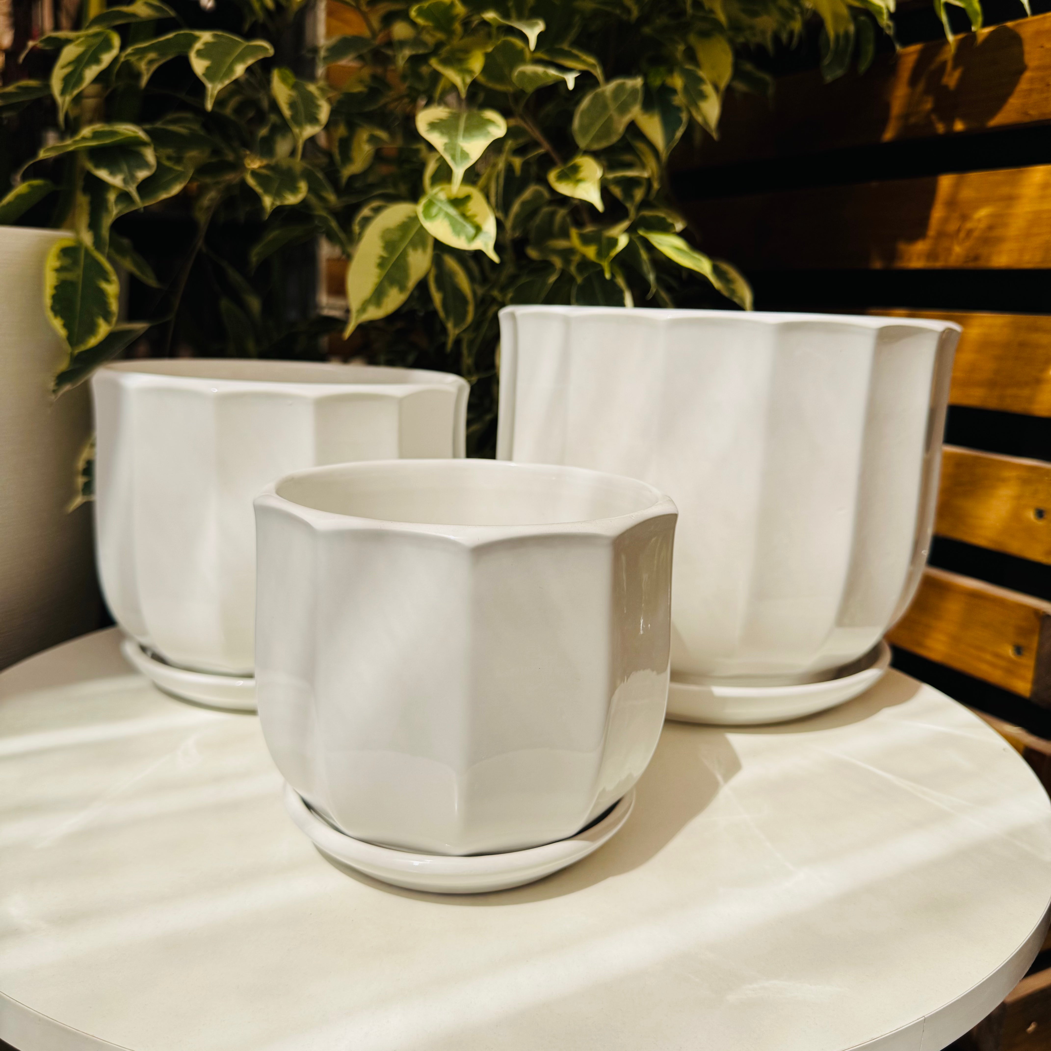 Vivero Mis Tesoros C Gloria