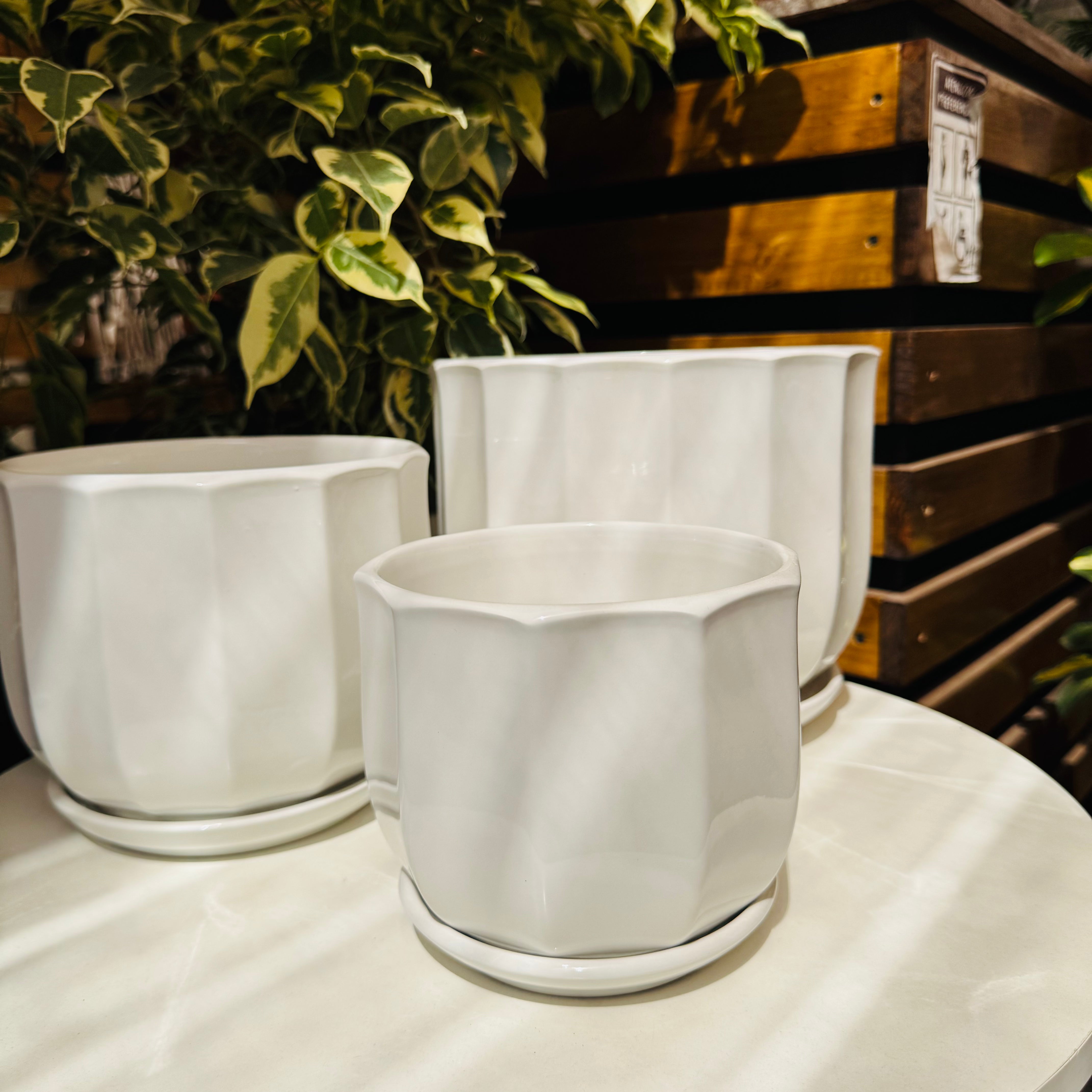 Vivero Mis Tesoros C Gloria