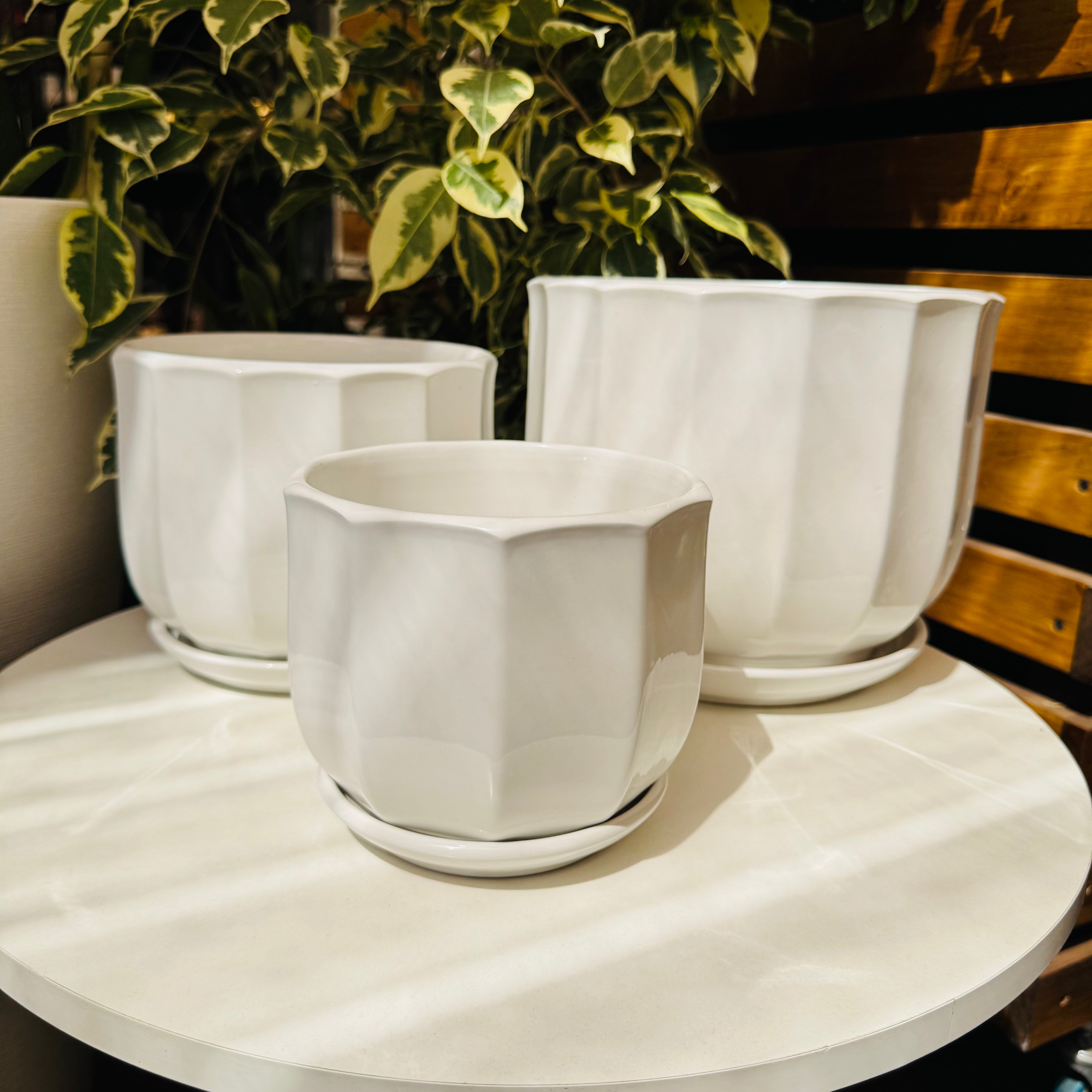 Vivero Mis Tesoros C Gloria