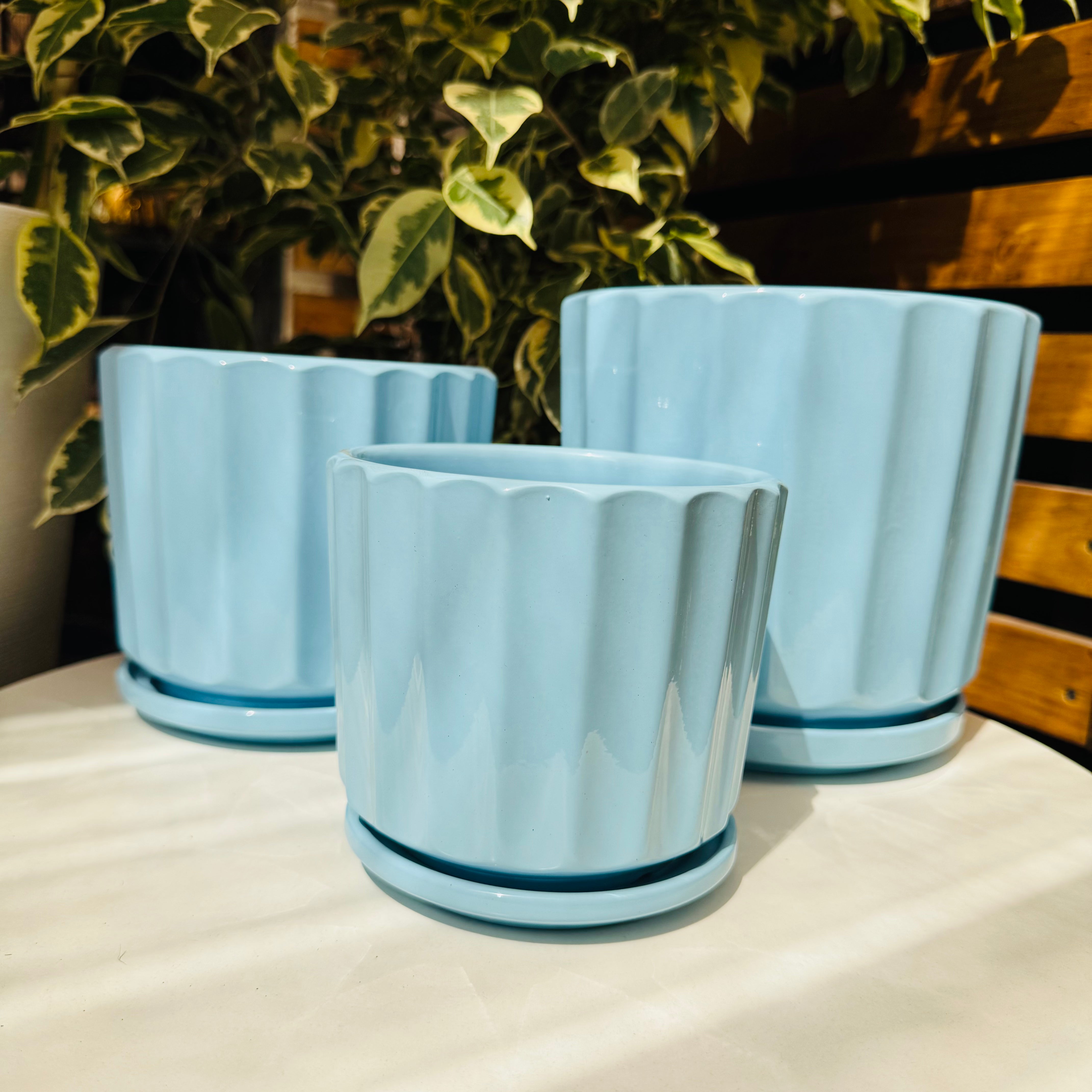 Vivero Mis Tesoros C Gloria