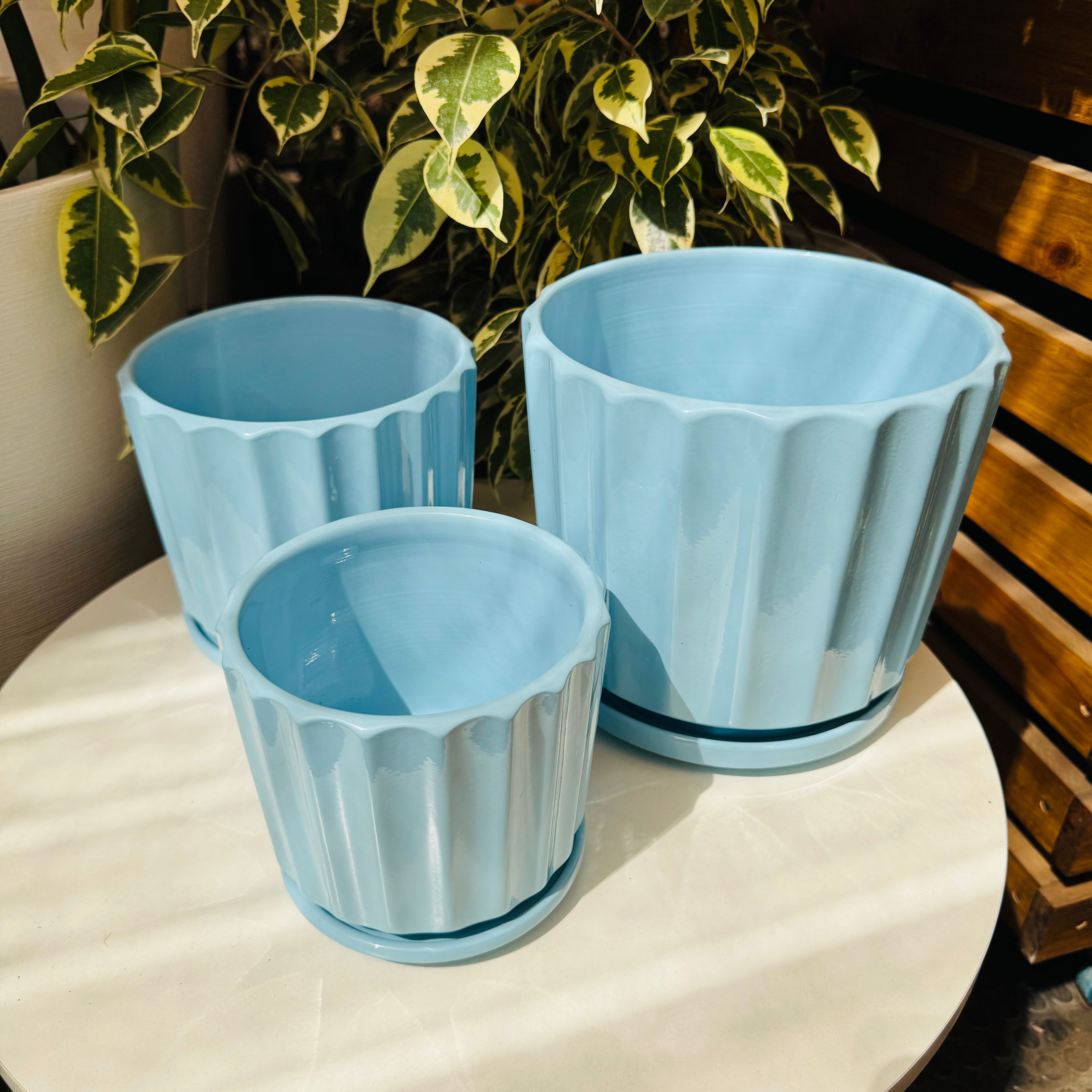 Vivero Mis Tesoros C Gloria