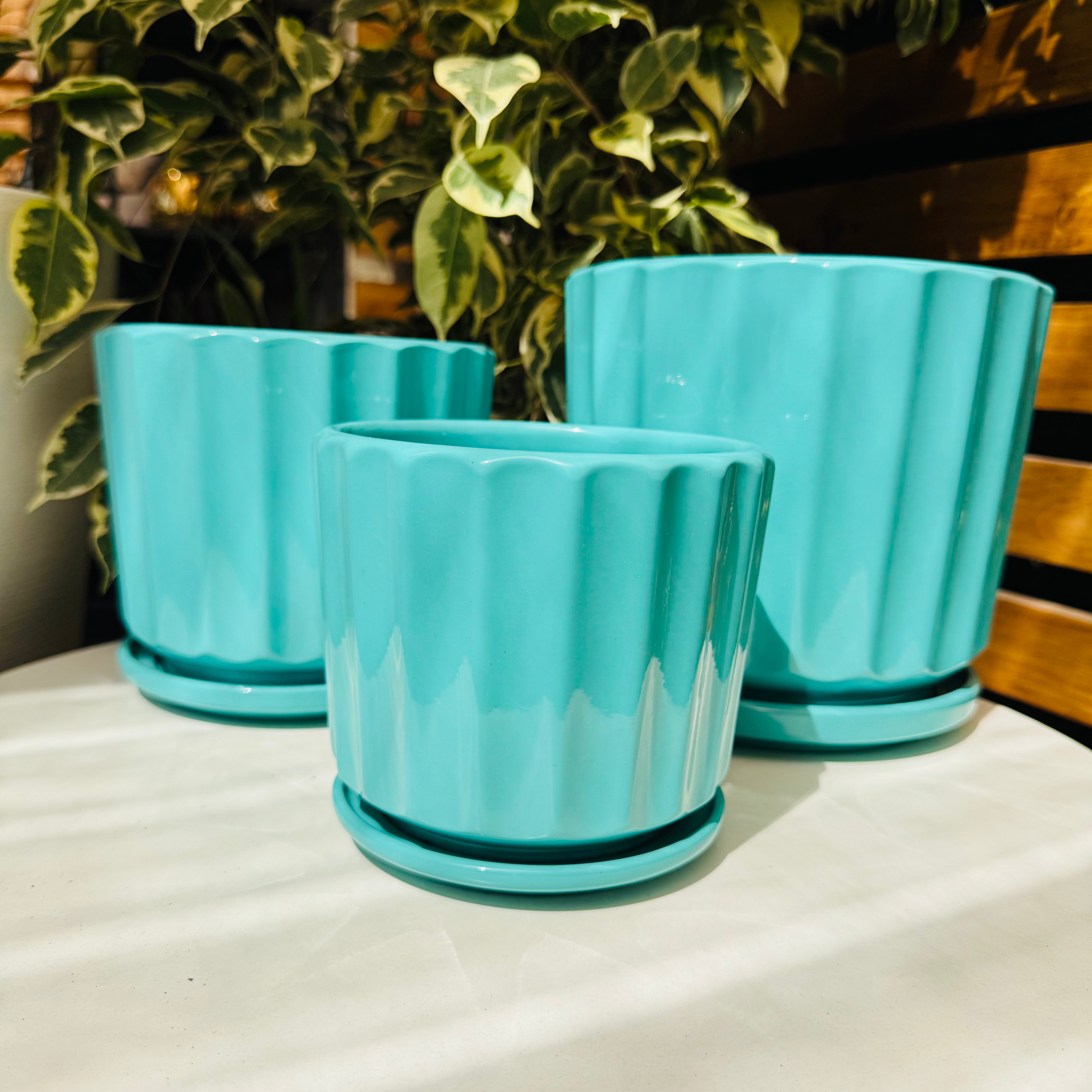 Vivero Mis Tesoros C Gloria