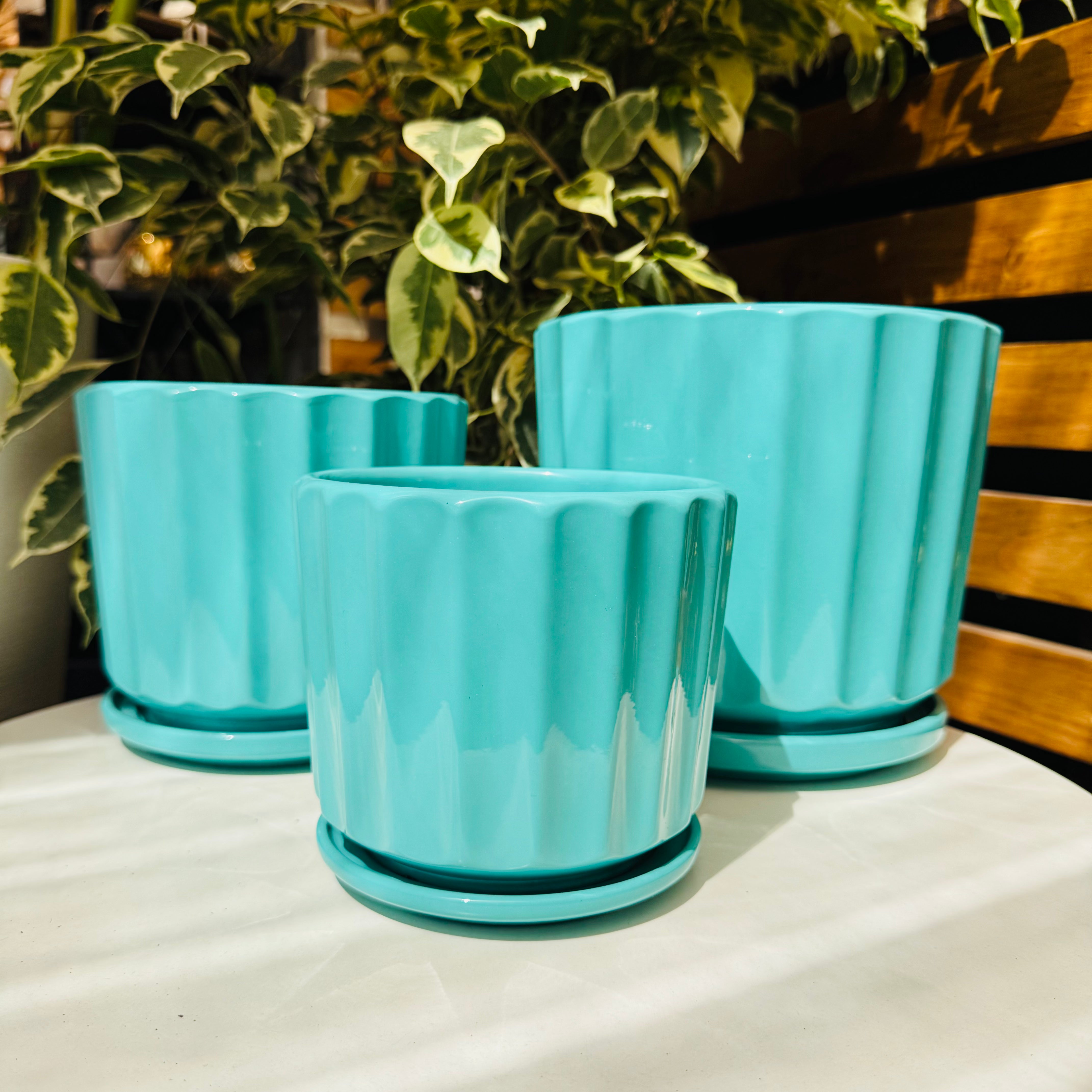 Vivero Mis Tesoros C Gloria