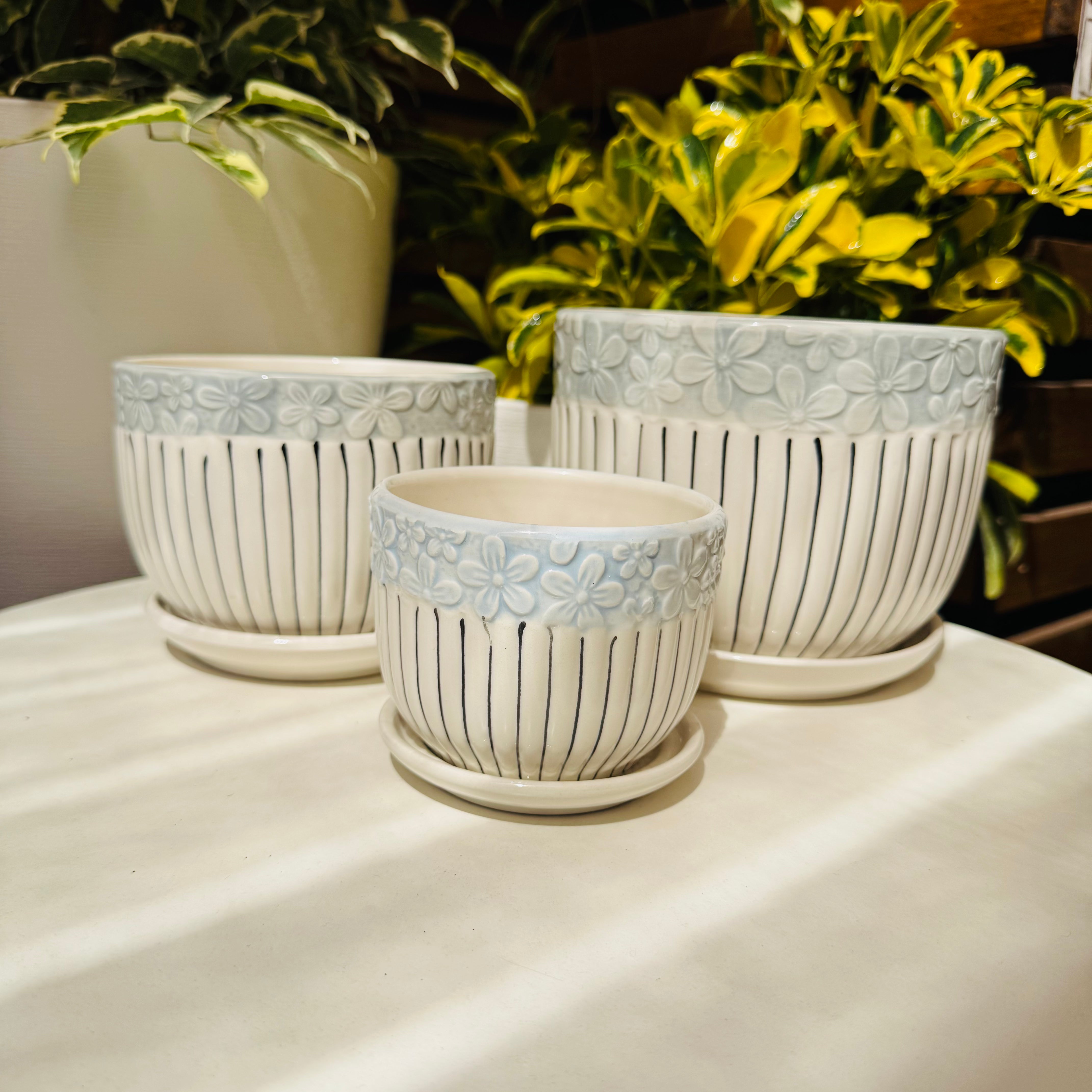 Vivero Mis Tesoros C Gloria