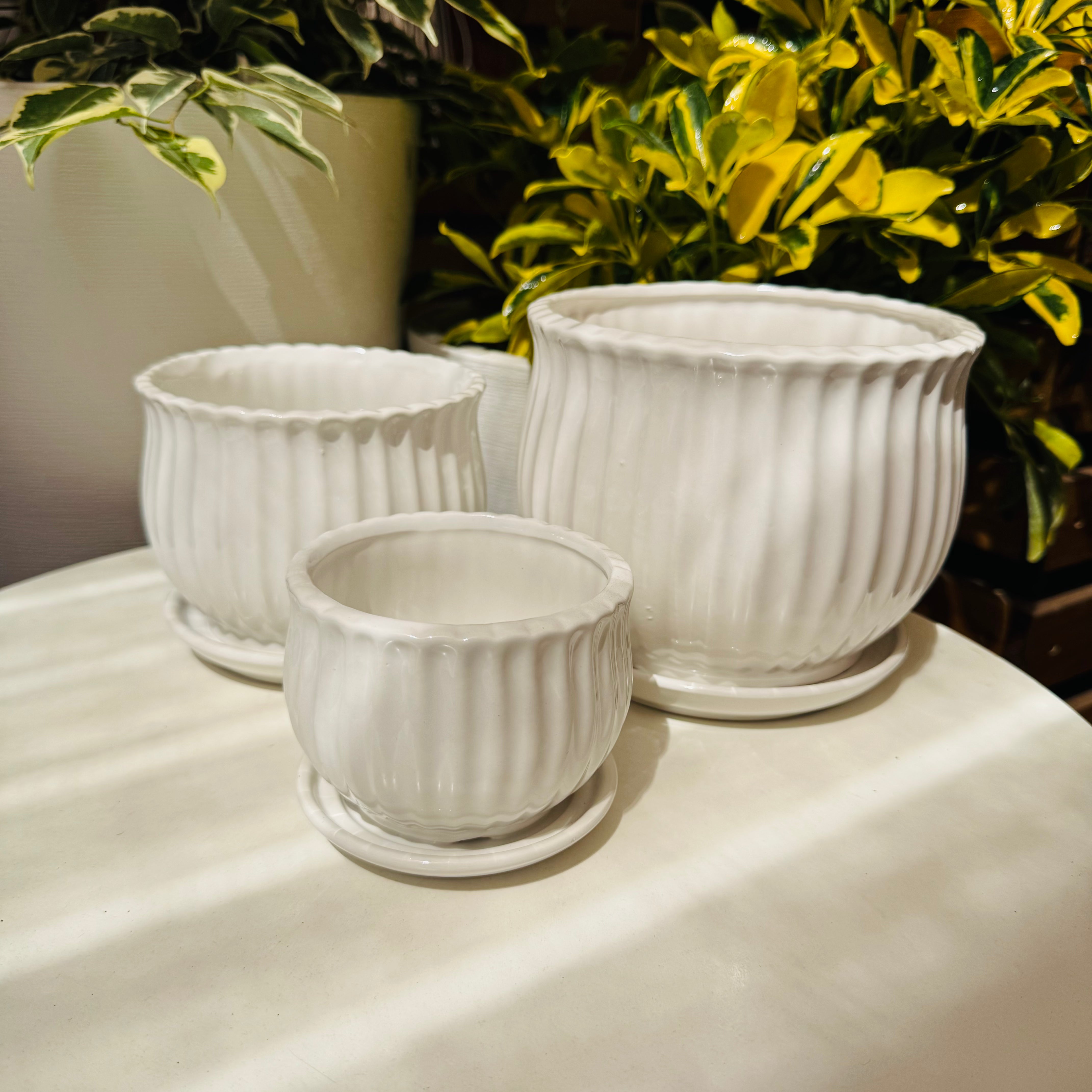 Macetas cerámica copón