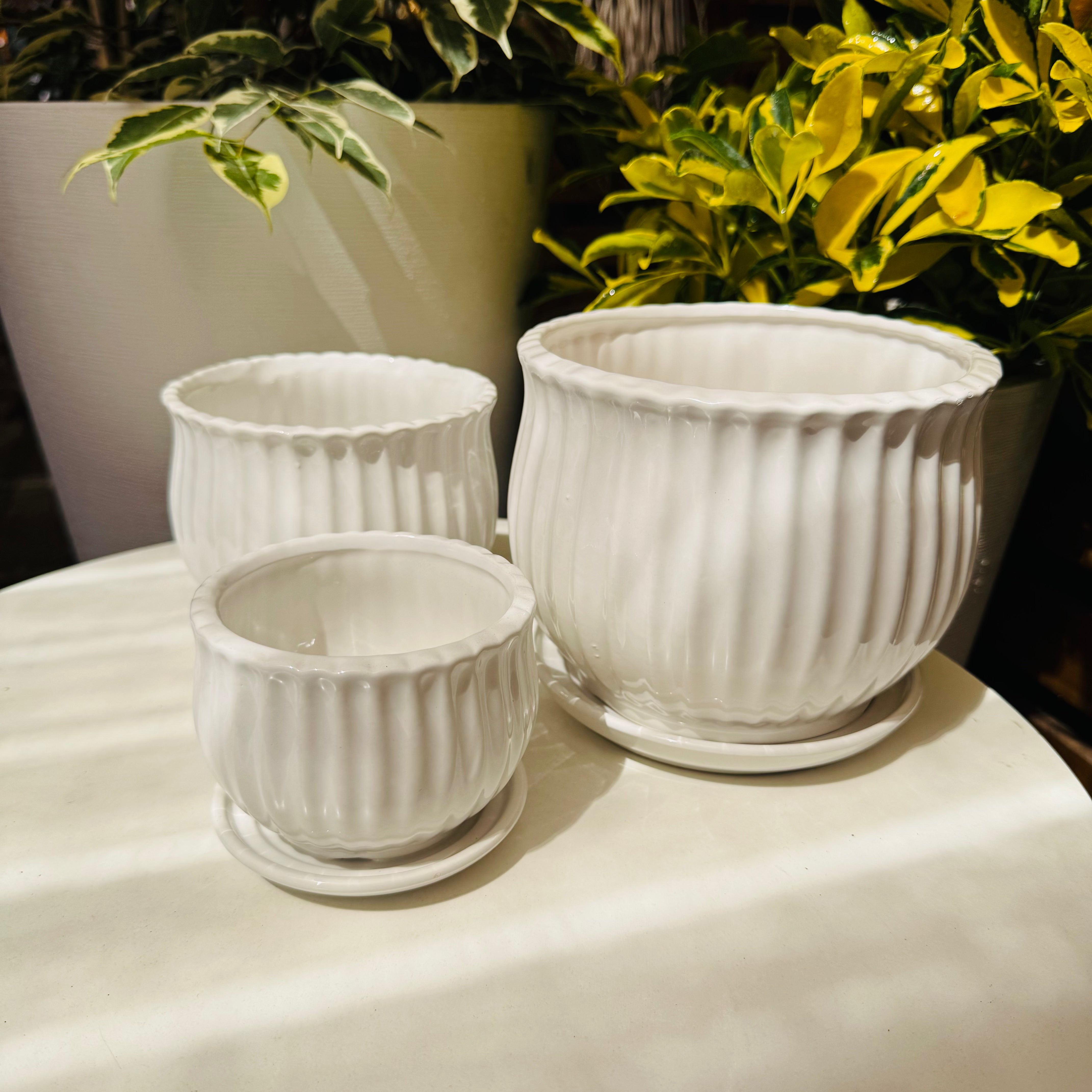 Vivero Mis Tesoros C Gloria