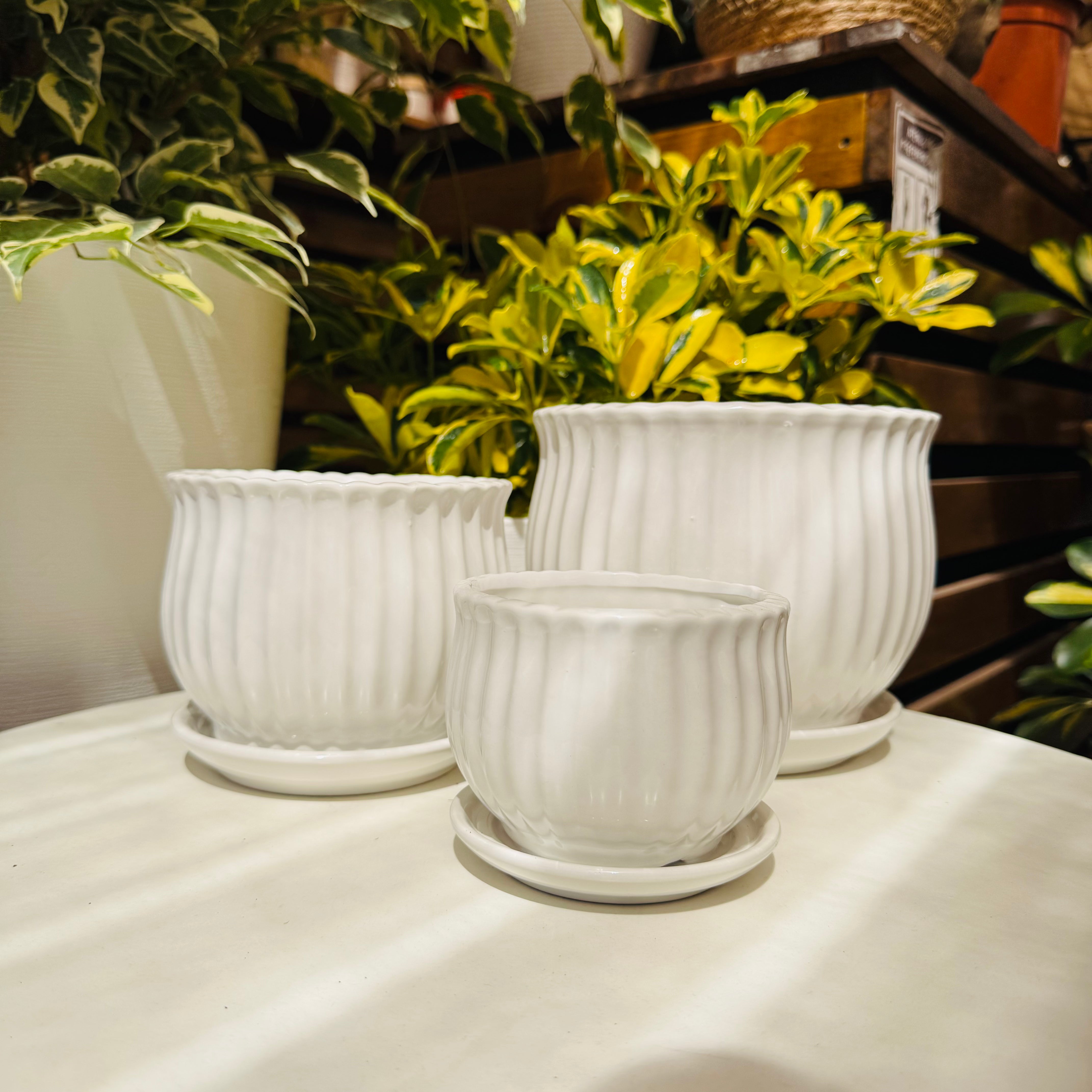 Vivero Mis Tesoros C Gloria