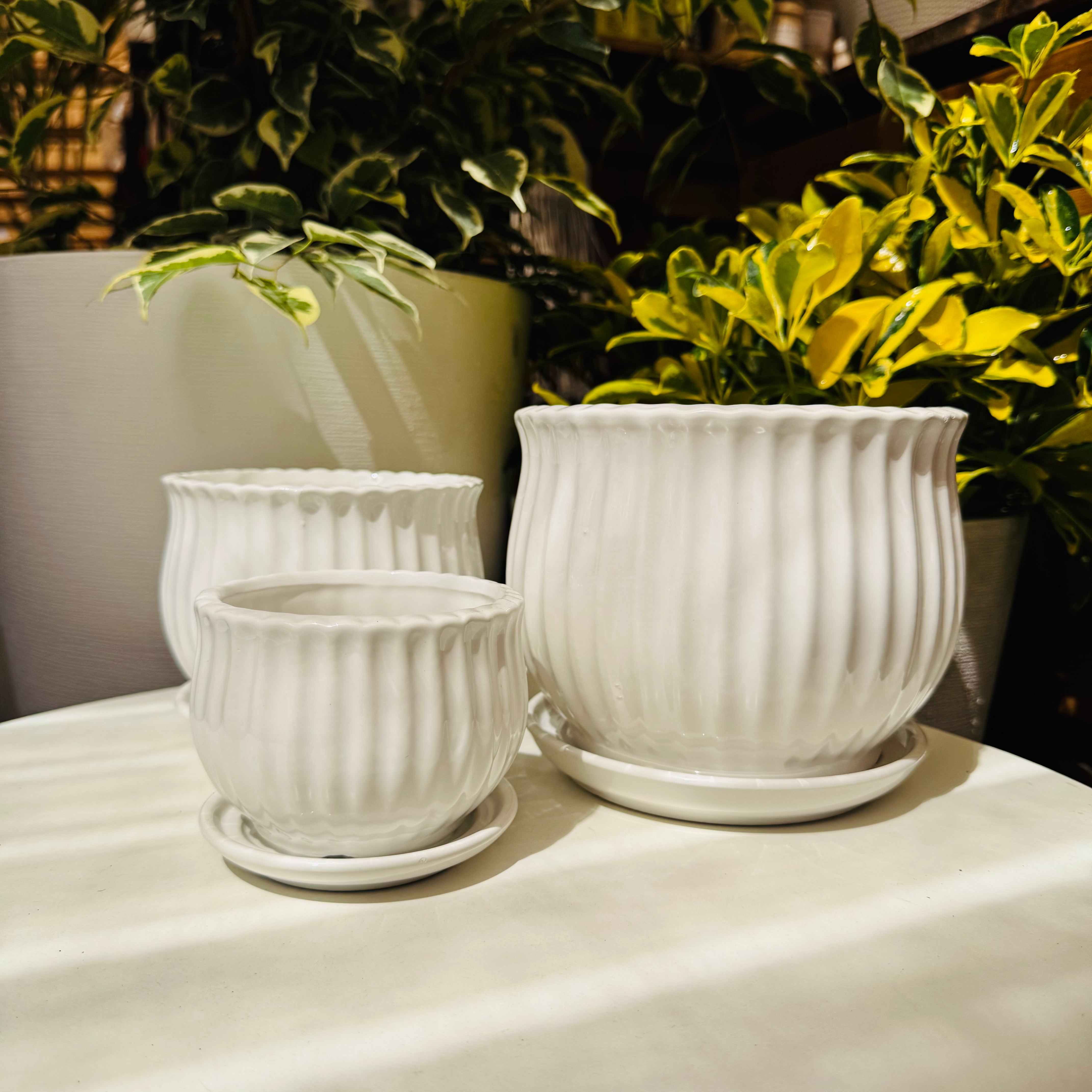 Vivero Mis Tesoros C Gloria