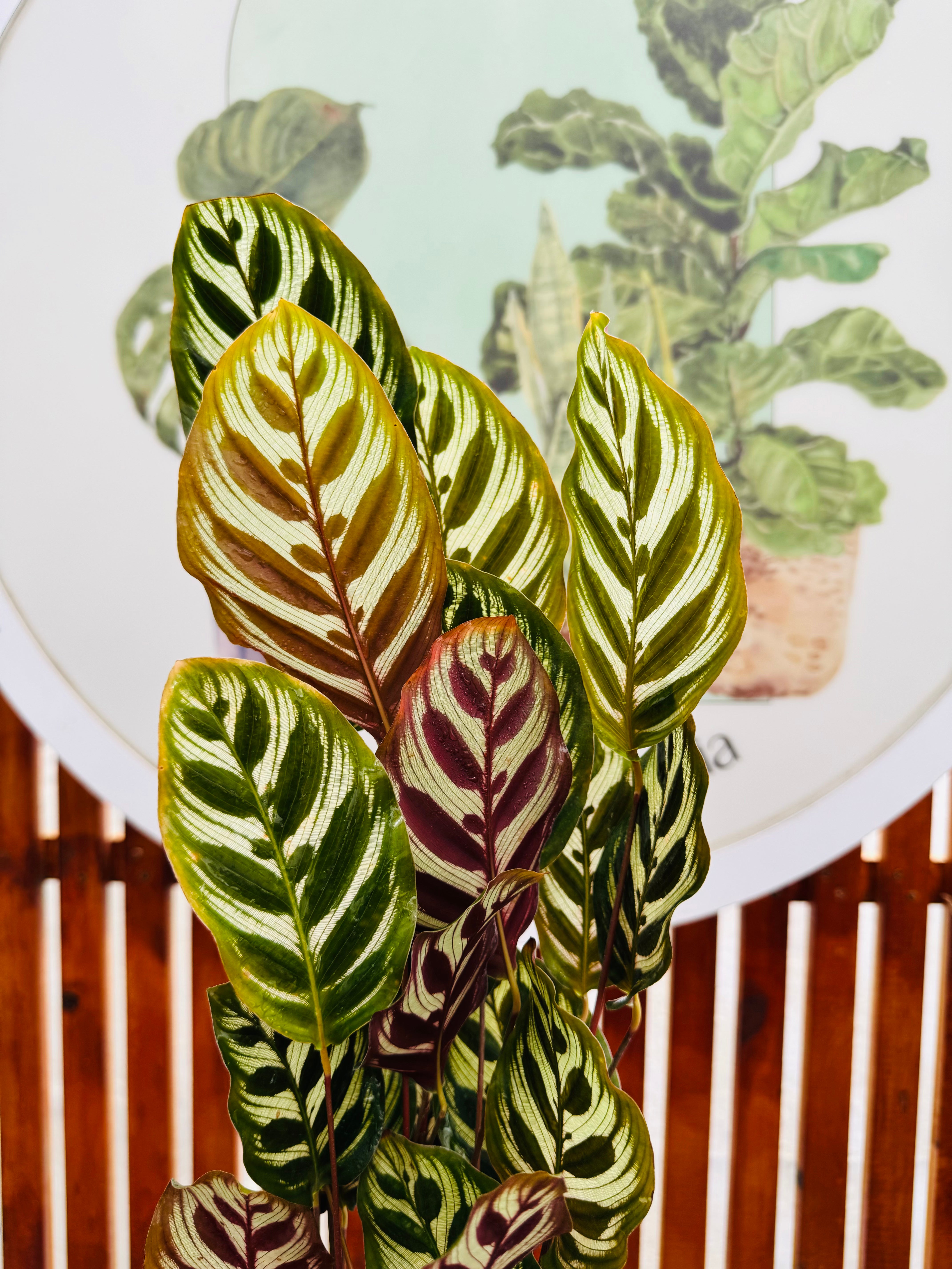 Vivero Mis Tesoros C Gloria